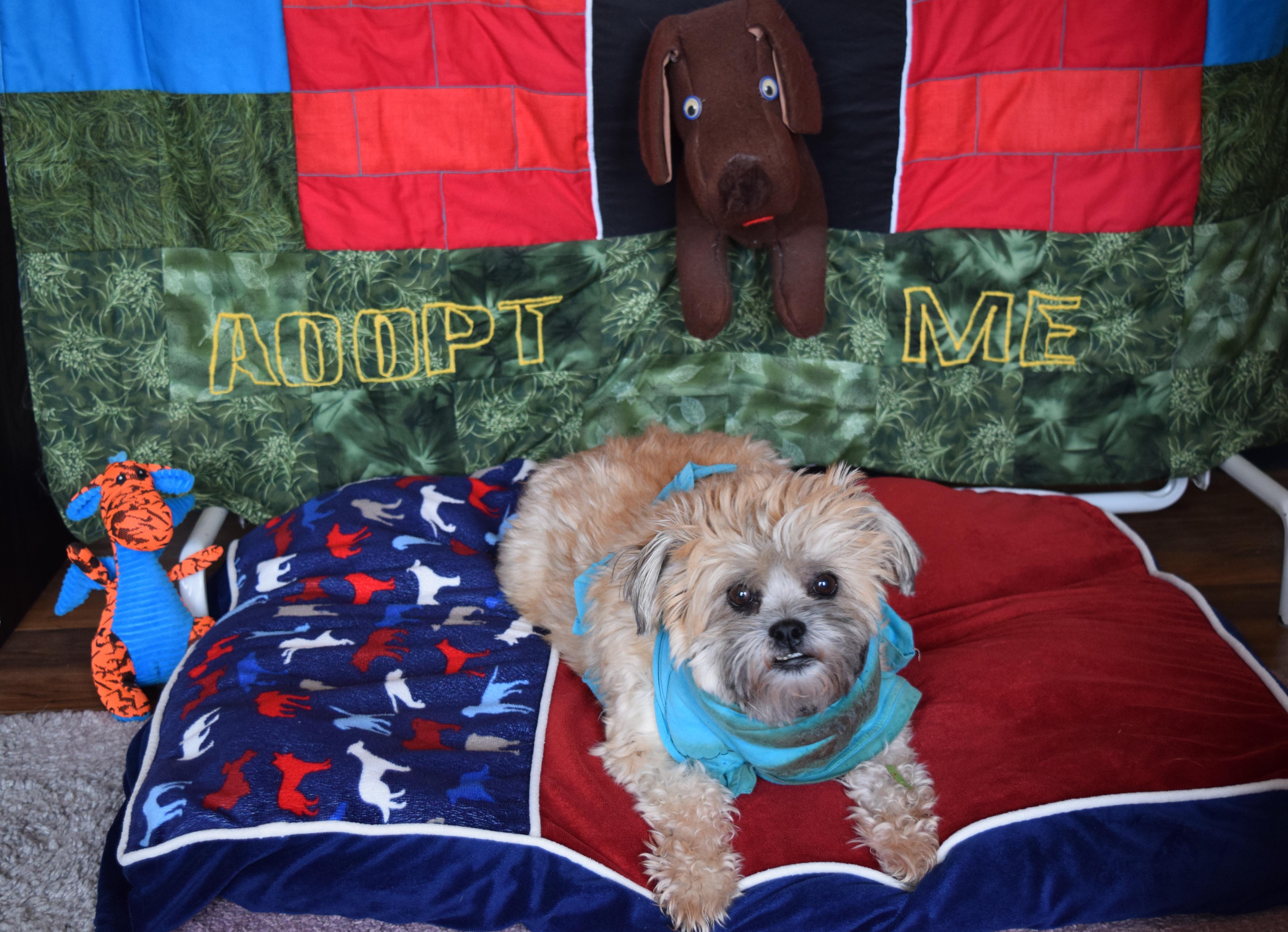 Enlarge Bella, a Adopted Shih Tzu in Rosalia, KS image 4/6