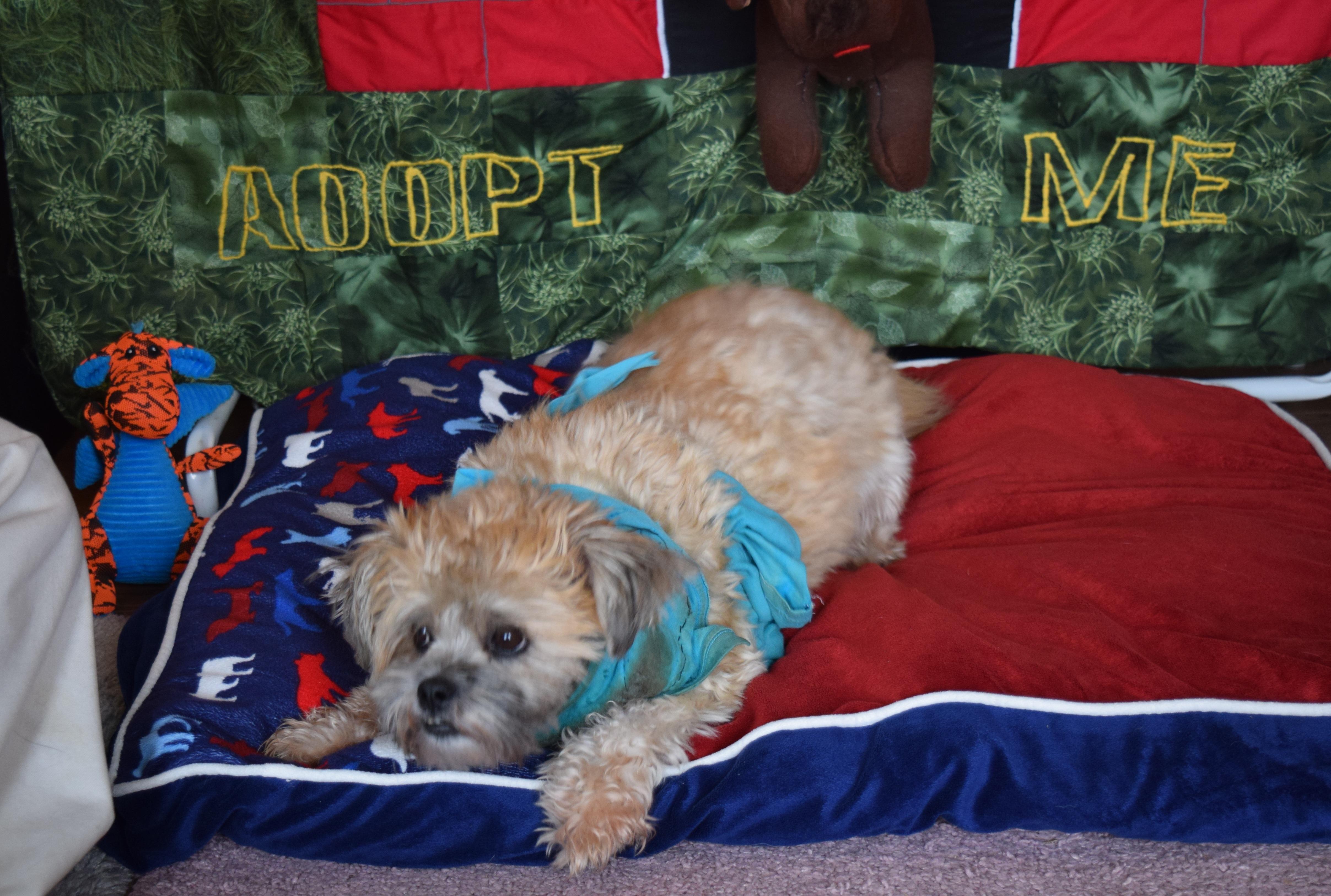 Enlarge Bella, a Adopted Shih Tzu in Rosalia, KS image 6/6