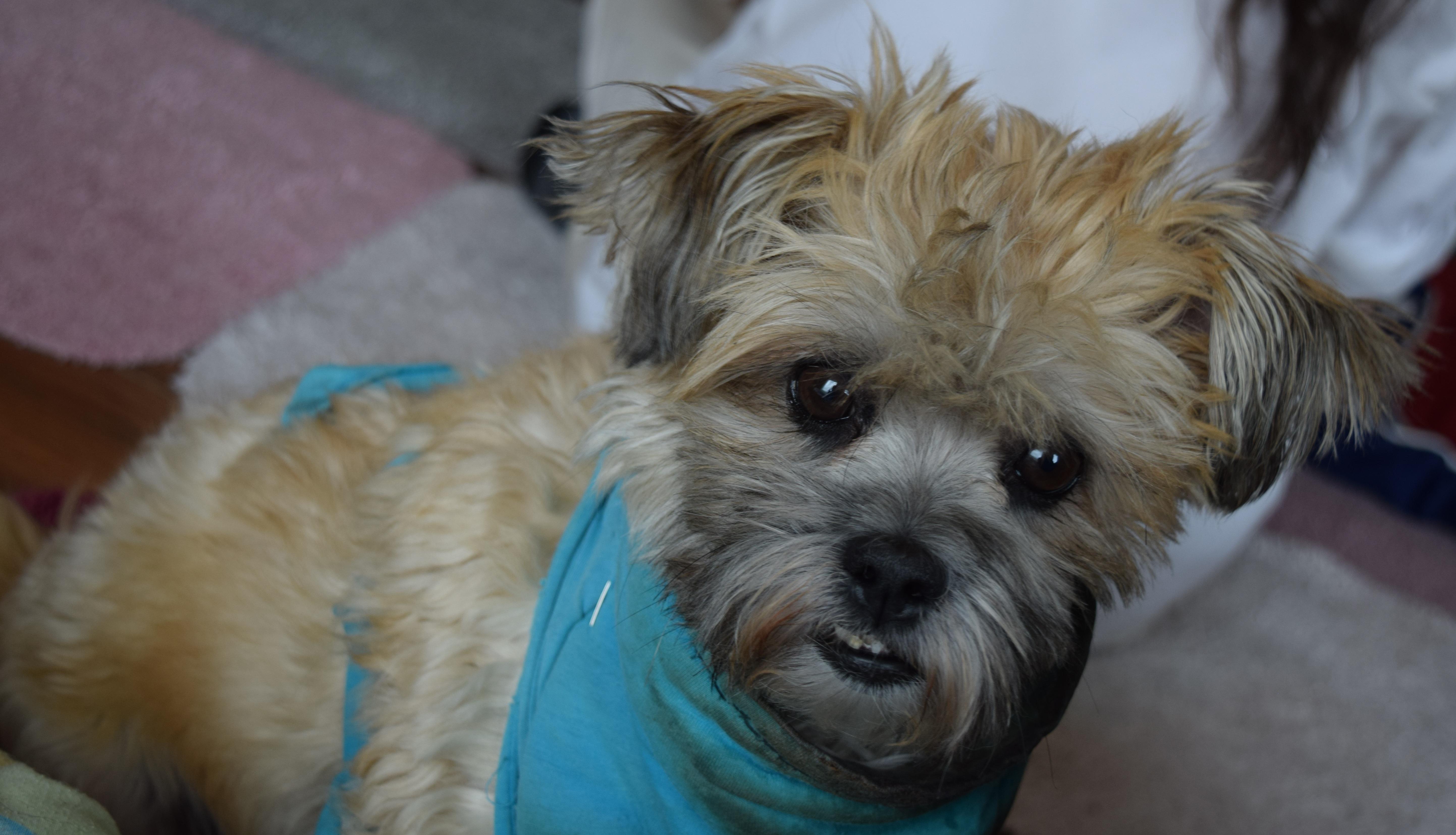 Enlarge Bella, a Adopted Shih Tzu in Rosalia, KS image 3/6