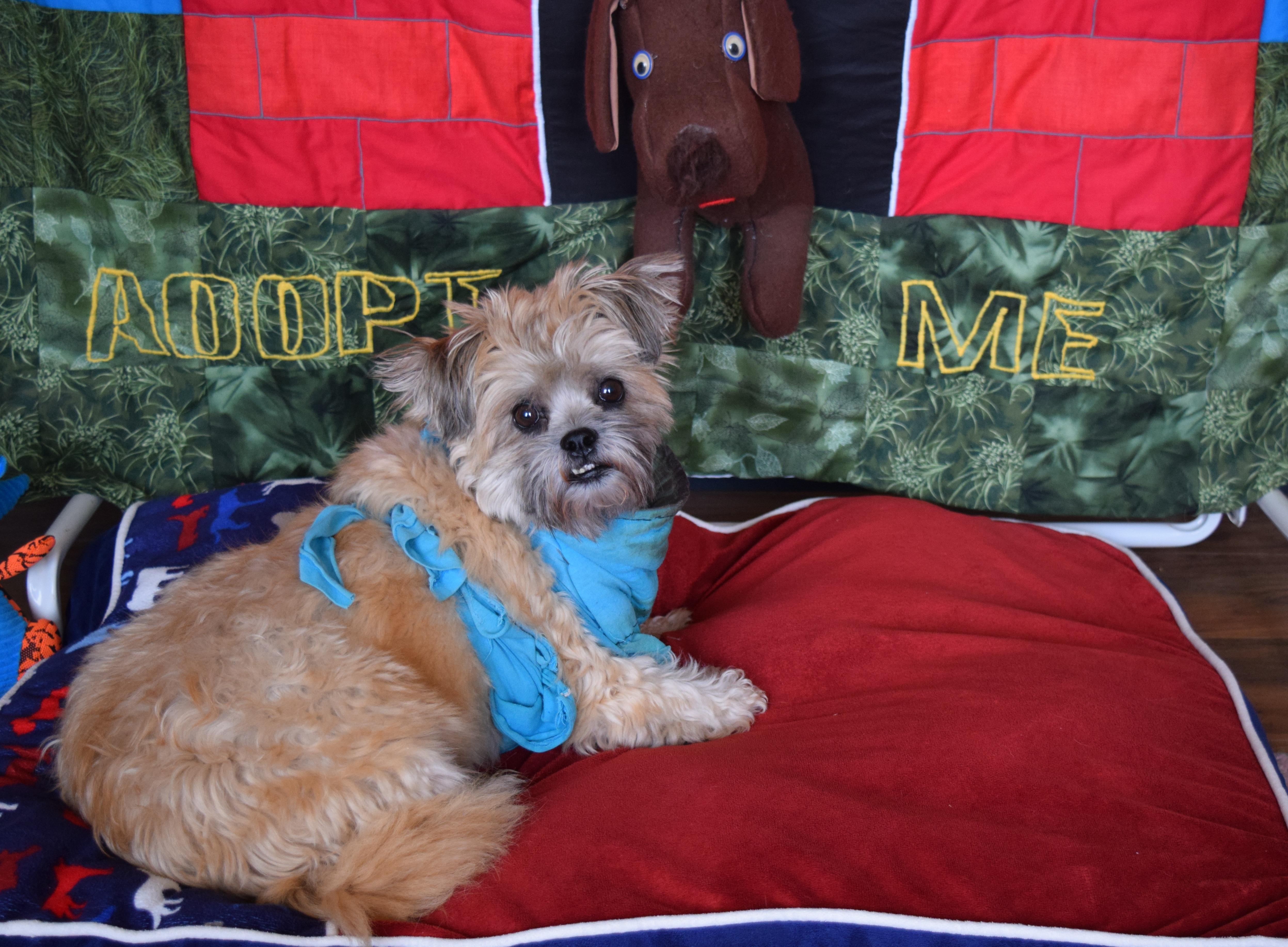 Bella, Adopted, Adult Female Shih Tzu.