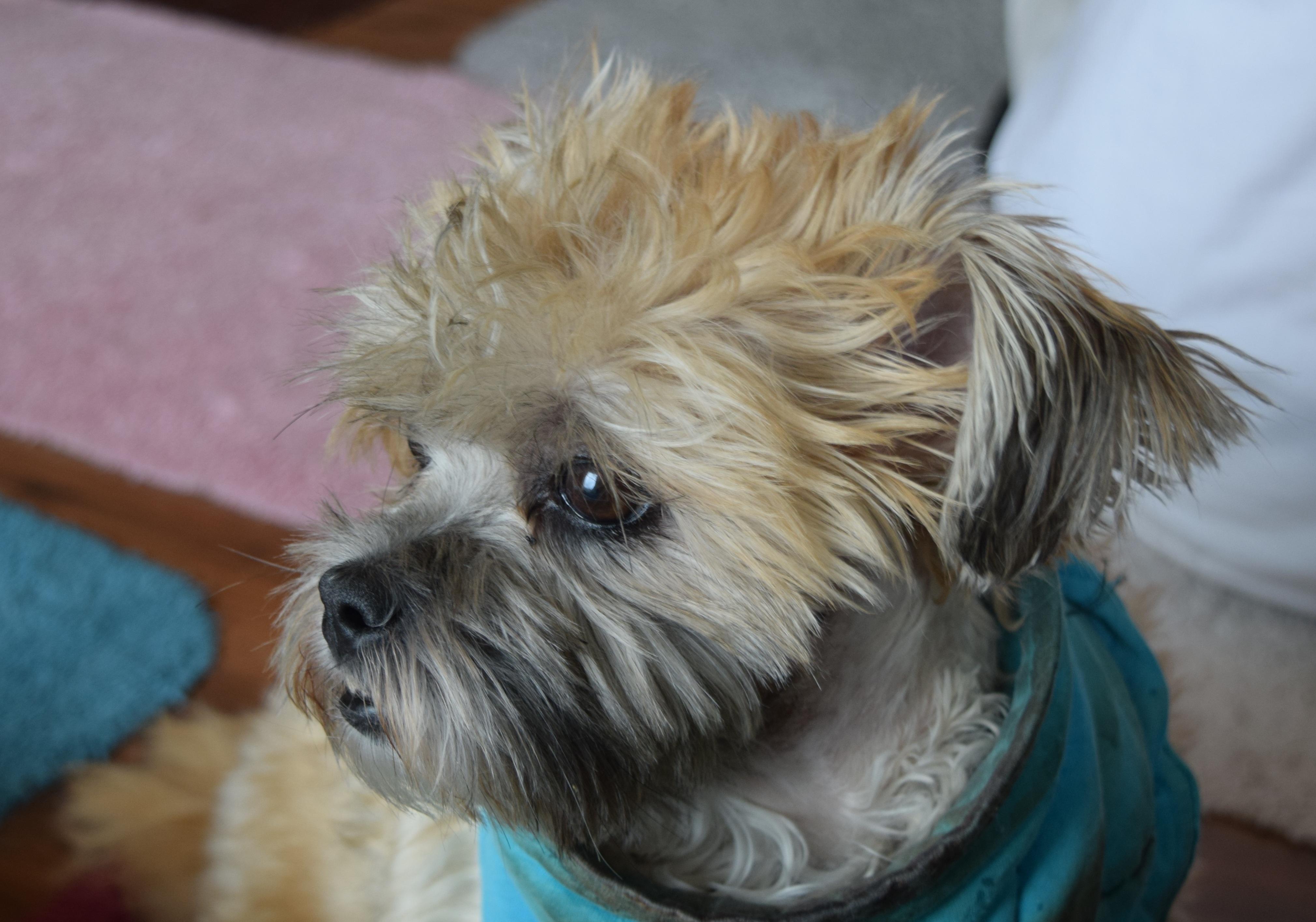 Enlarge Bella, a Adopted Shih Tzu in Rosalia, KS image 5/6