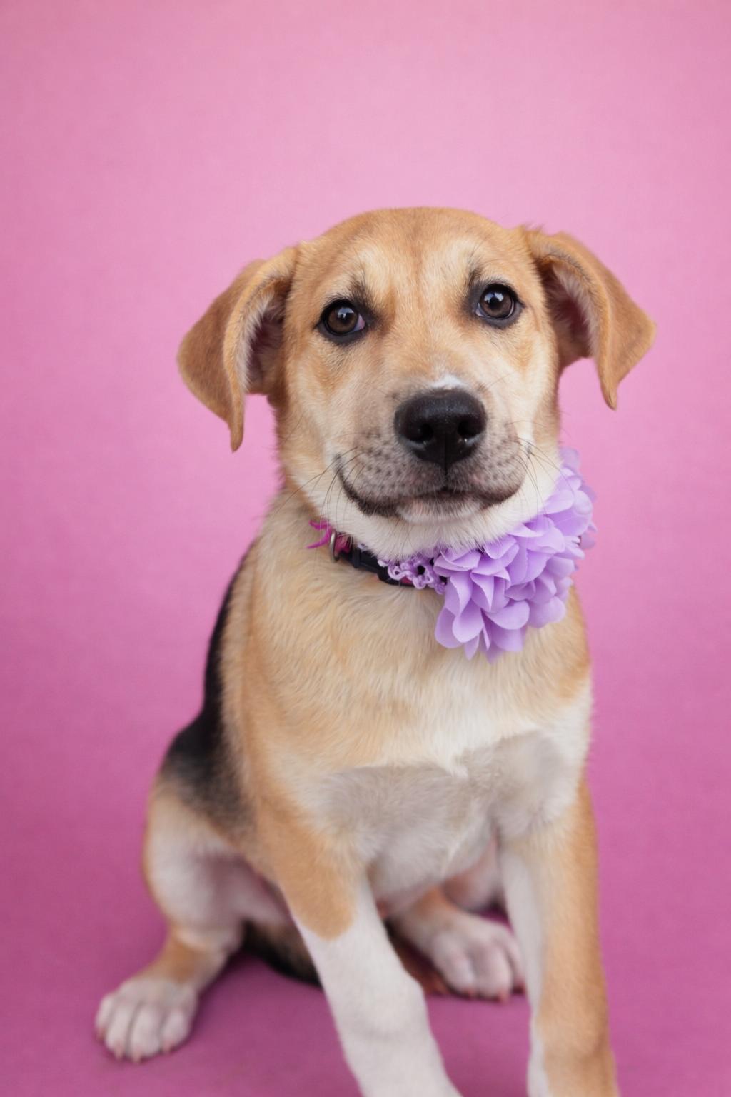 Enlarge Tammy, a ADOPTABLE mixed breed in MURRIETA, CA image 1/2