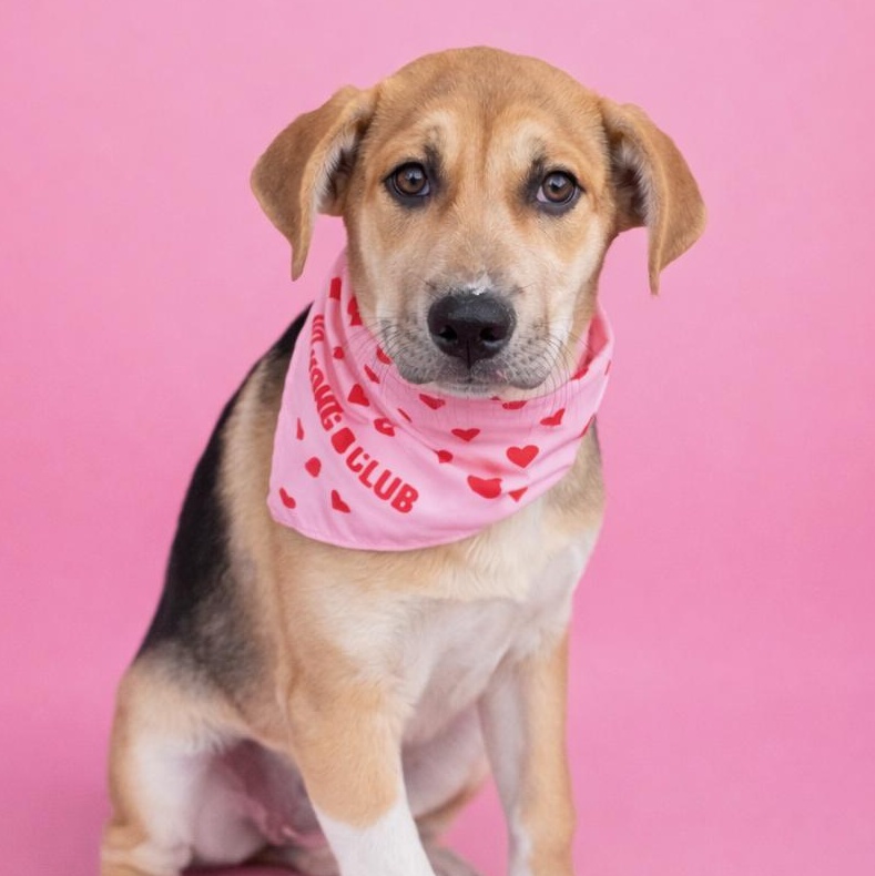 Enlarge Tammy, a ADOPTABLE mixed breed in MURRIETA, CA image 2/2