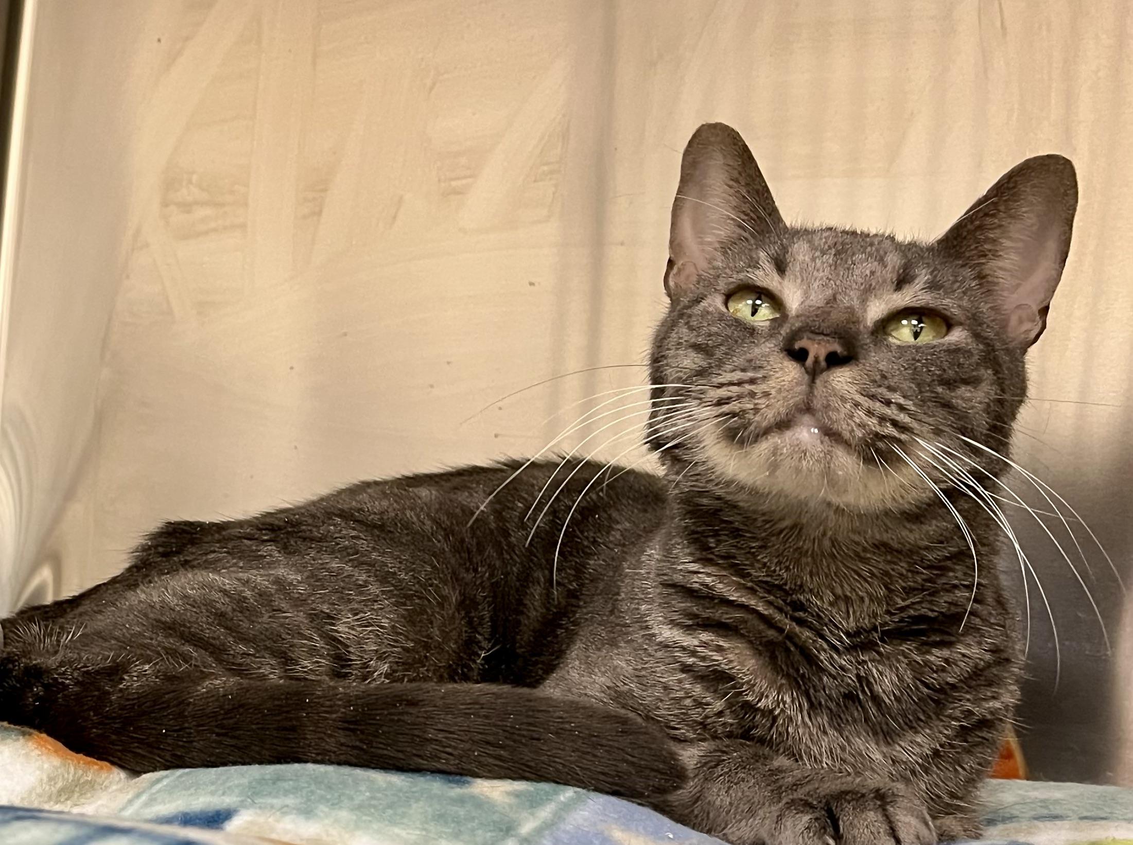 Enlarge Mr. Smiles, a ADOPTABLE Tabby in Greenwich, CT image 1/1