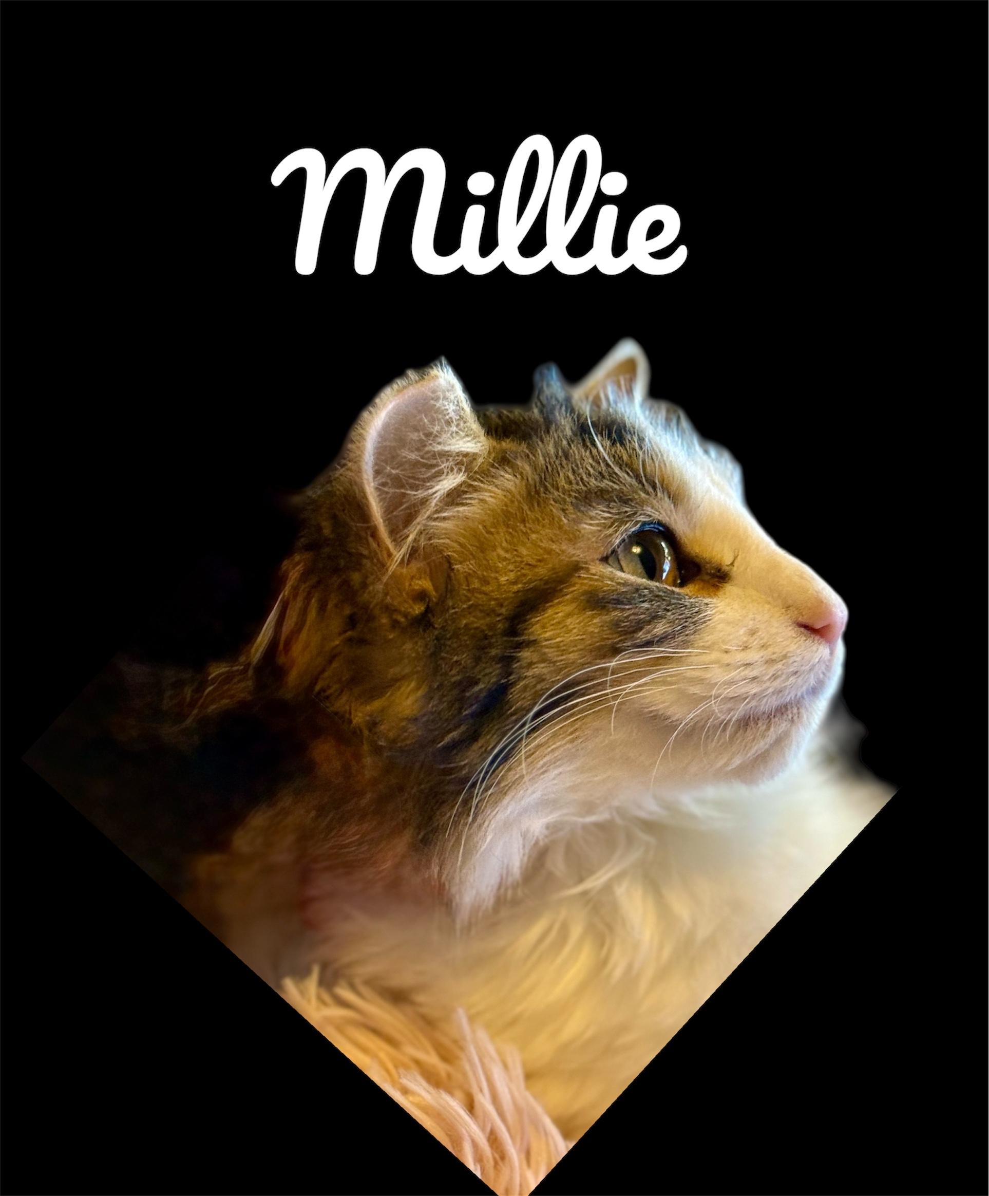 Enlarge Millie, an adopted Domestic Medium Hair in Auburn, CA image 3/3