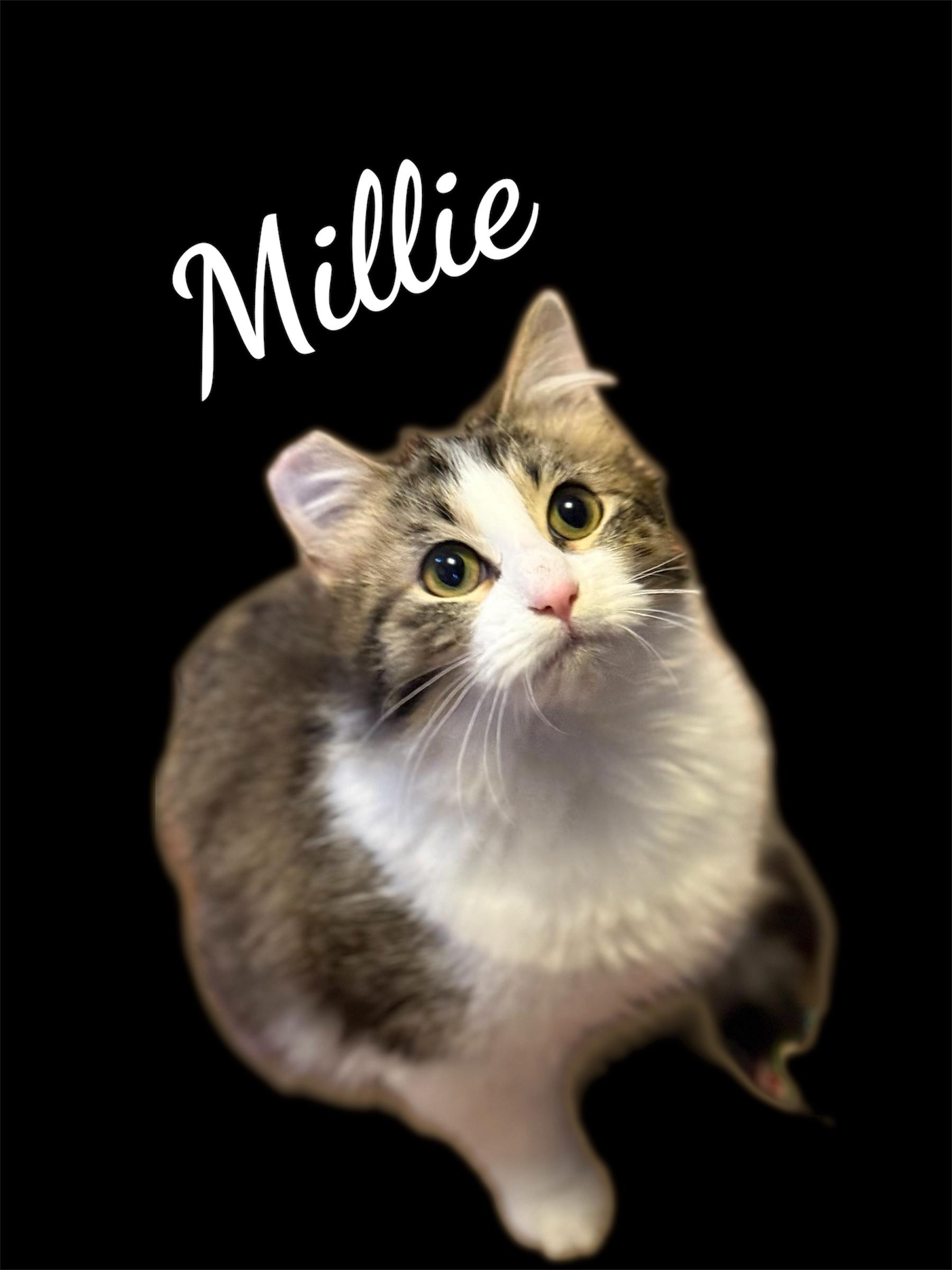 Enlarge Millie, an adopted Domestic Medium Hair in Auburn, CA image 1/3