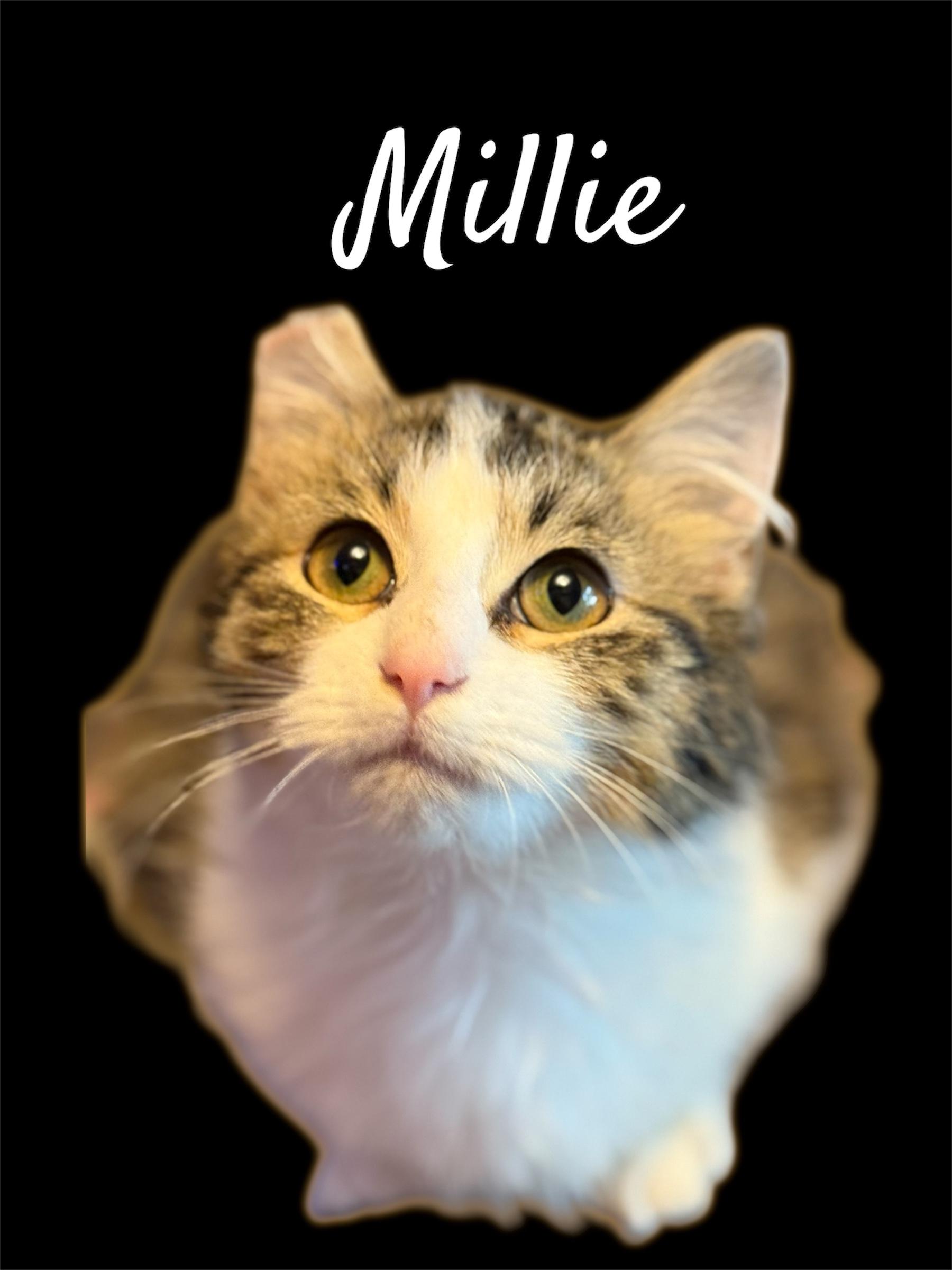Enlarge Millie, an adopted Domestic Medium Hair in Auburn, CA image 2/3