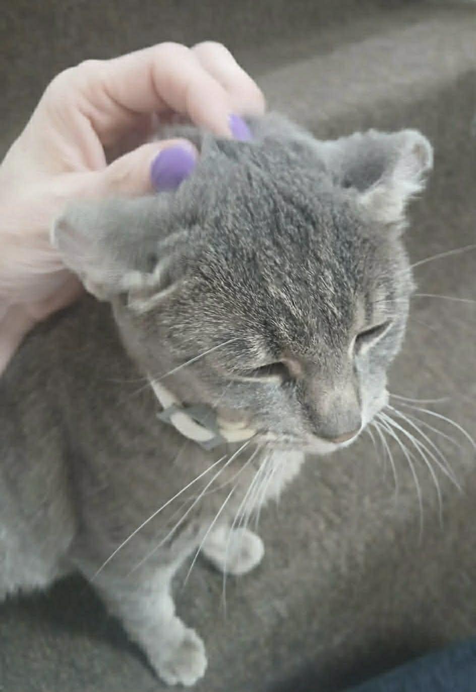 Enlarge Afortunada, a ADOPTABLE Domestic Short Hair in Milwaukee, WI image 5/6