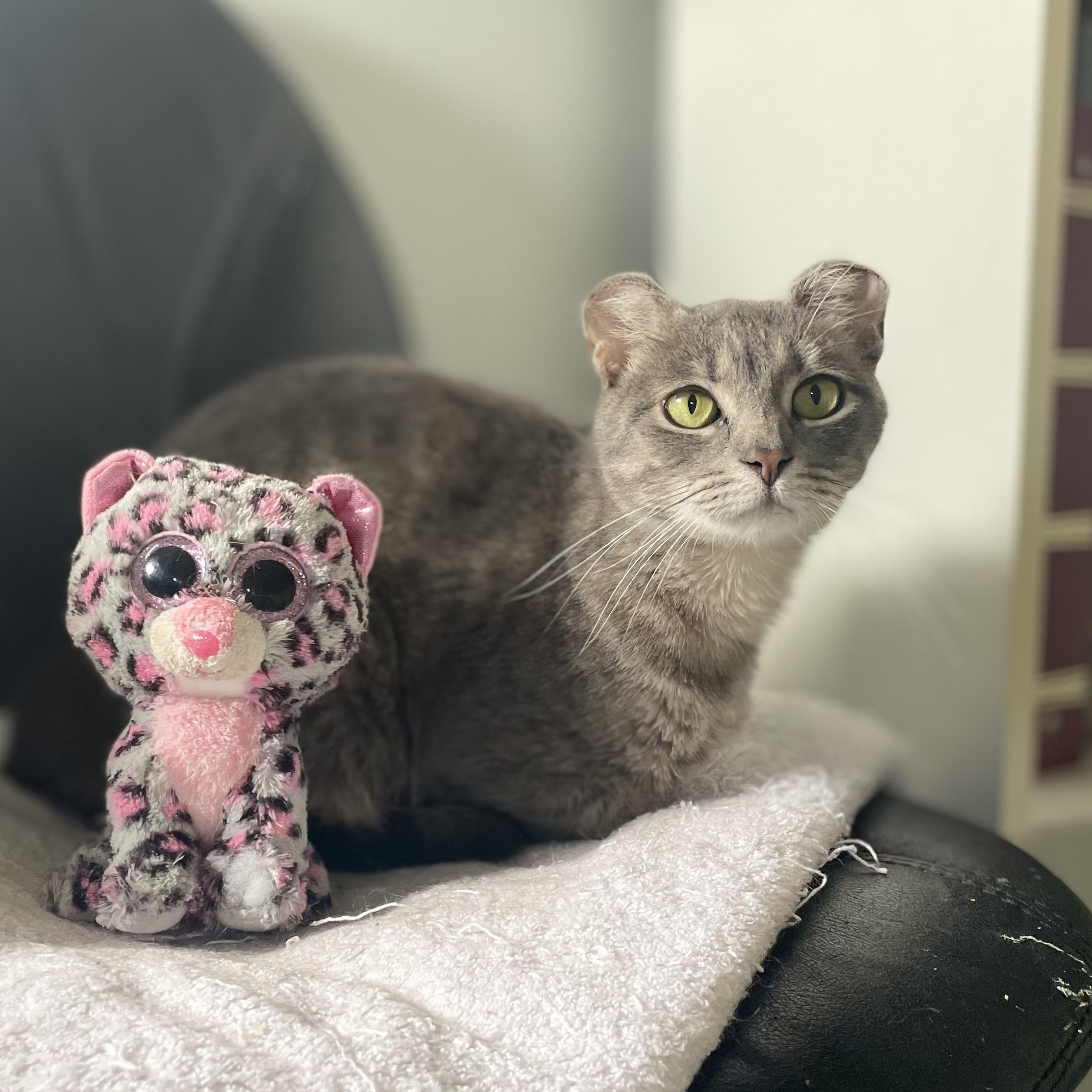 Afortunada, ADOPTABLE, Young Female Domestic Short Hair.