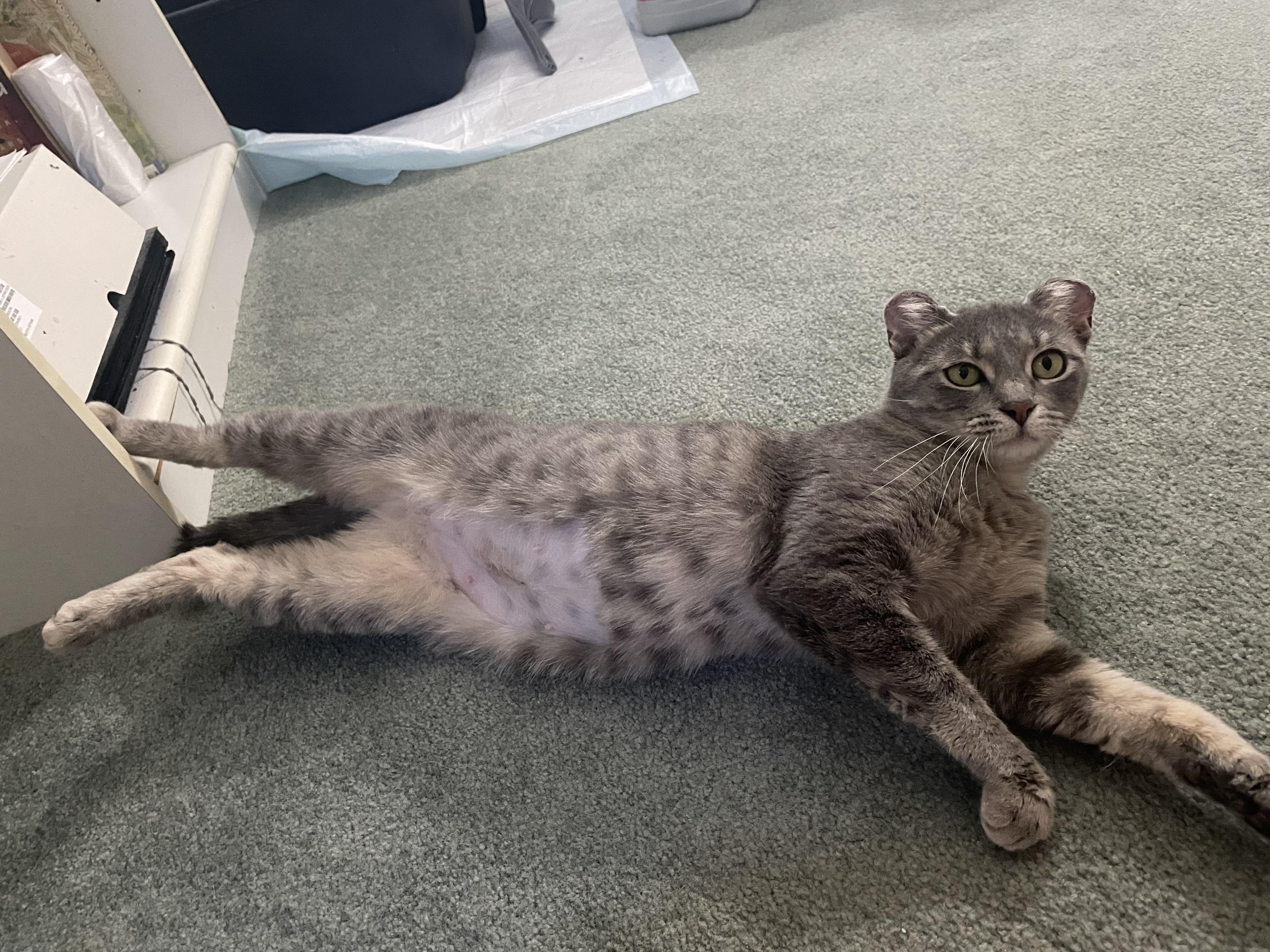 Enlarge Afortunada, a ADOPTABLE Domestic Short Hair in Milwaukee, WI image 6/6