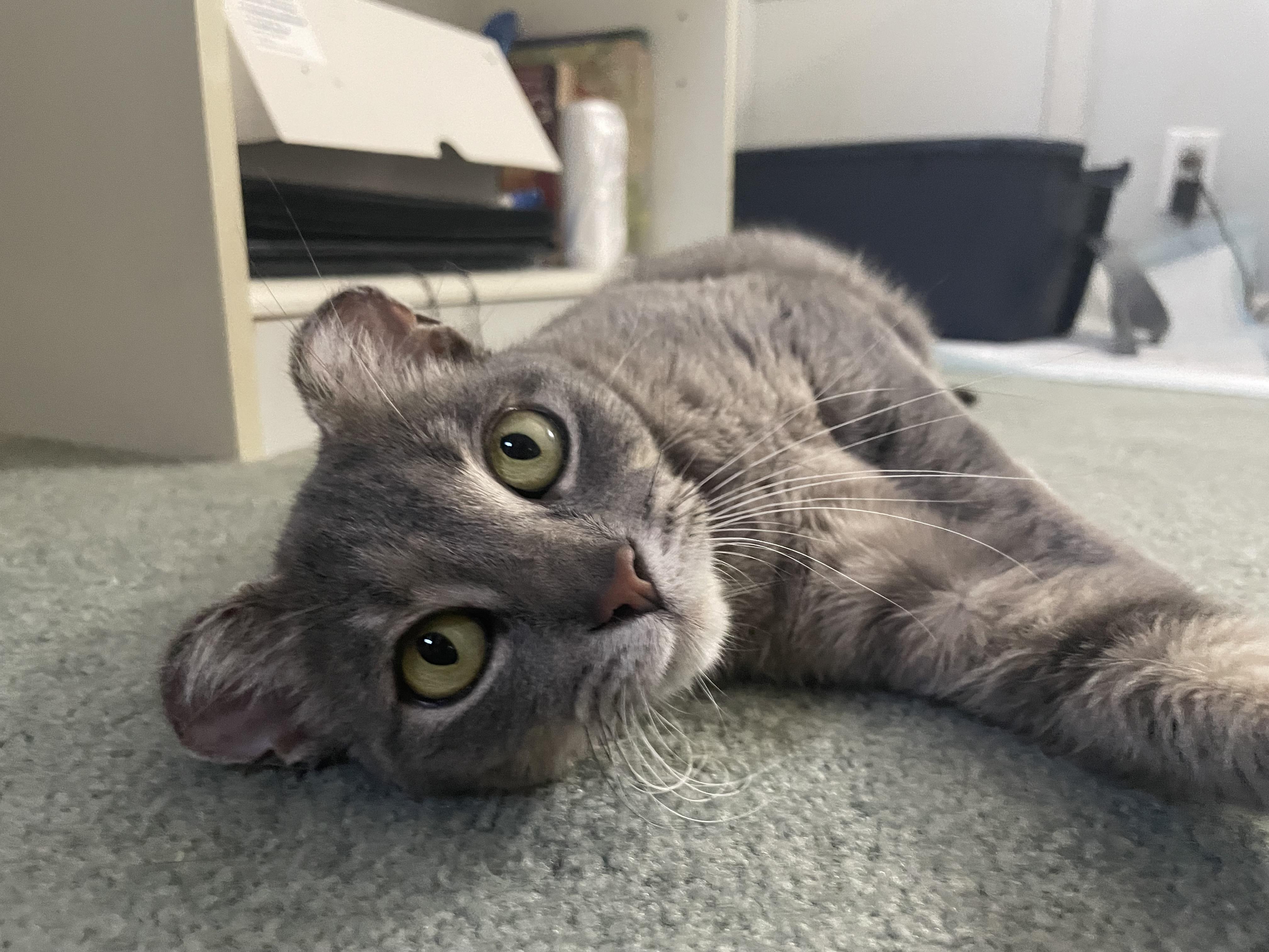 Enlarge Afortunada, a ADOPTABLE Domestic Short Hair in Milwaukee, WI image 2/6