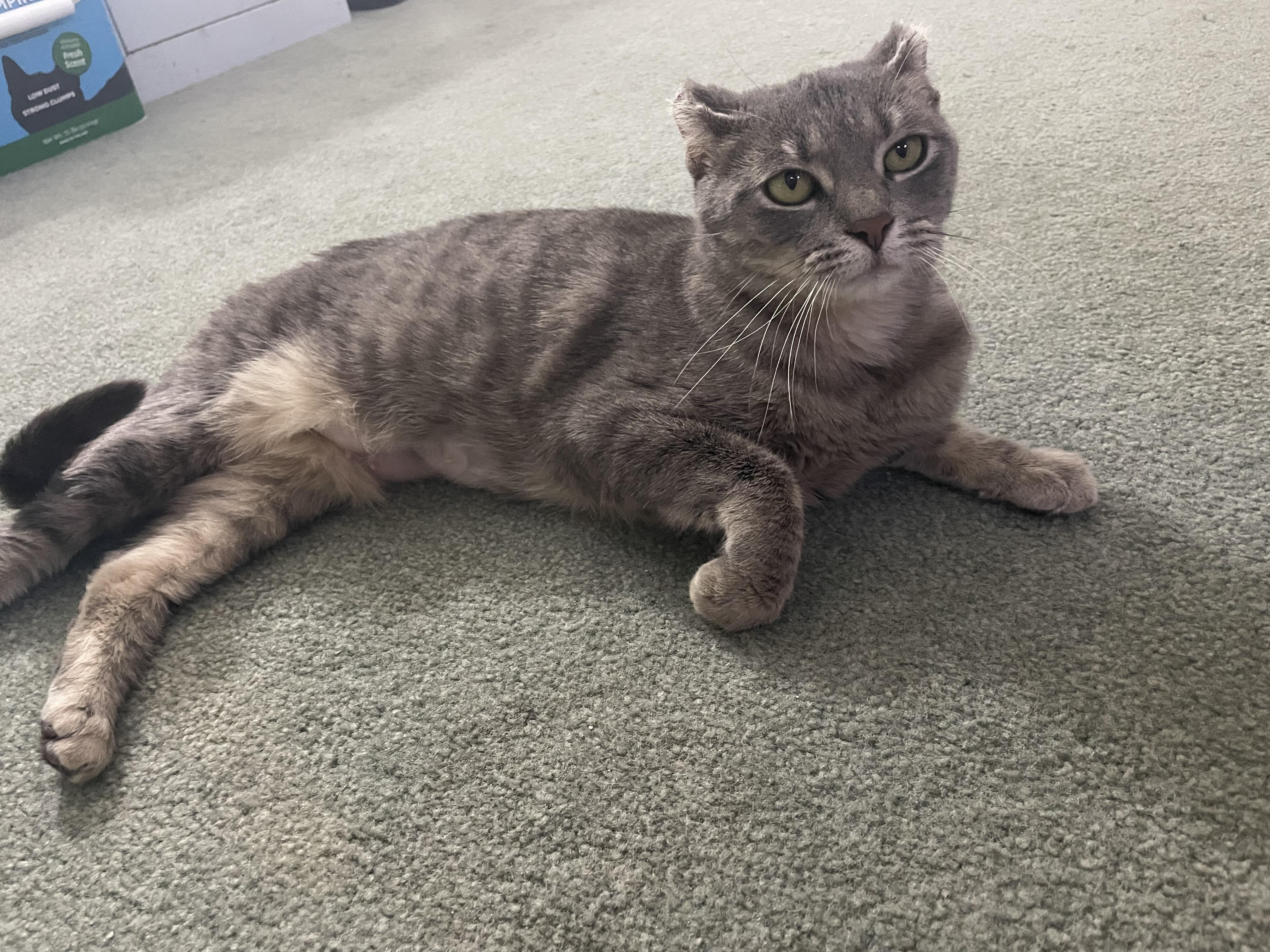 Enlarge Afortunada, a ADOPTABLE Domestic Short Hair in Milwaukee, WI image 3/6