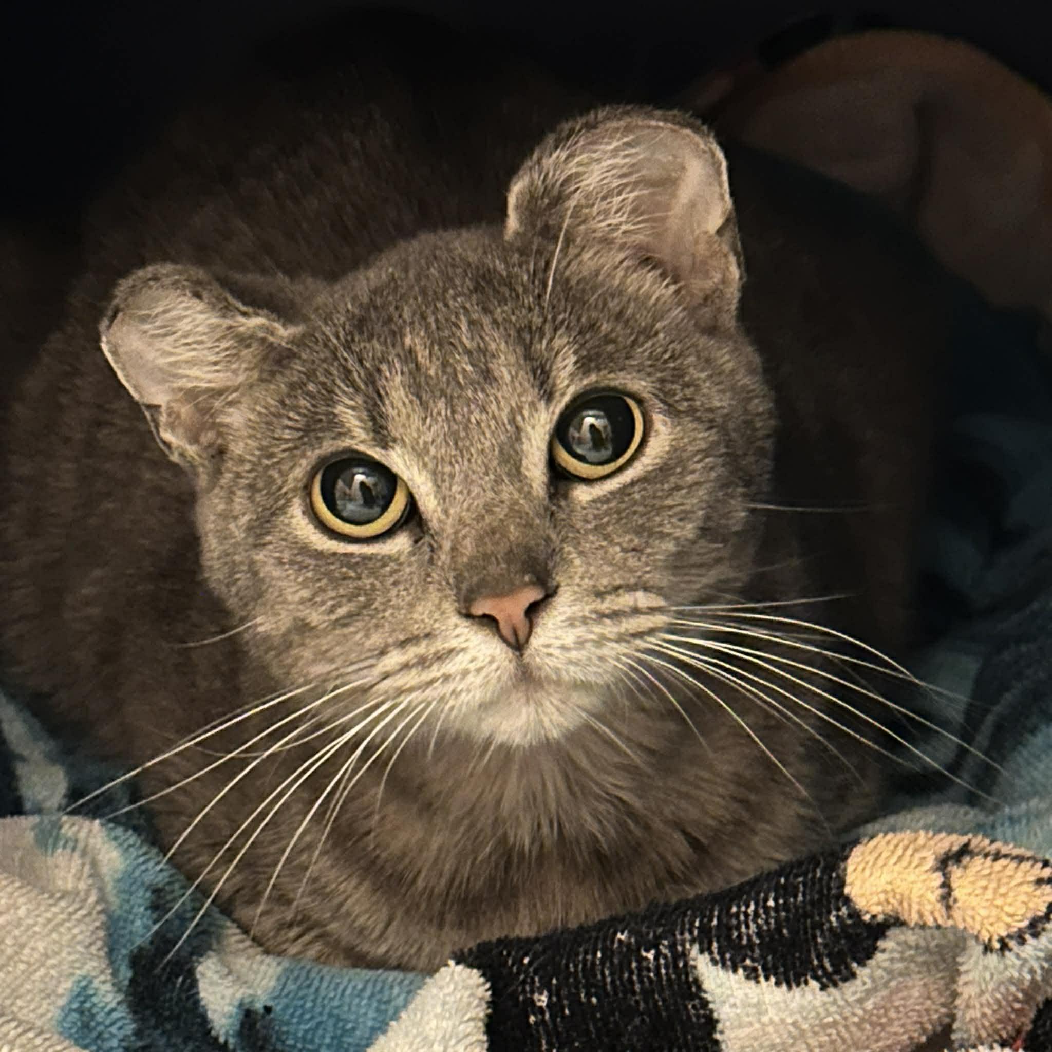 Enlarge Afortunada, a ADOPTABLE Domestic Short Hair in Milwaukee, WI image 4/6