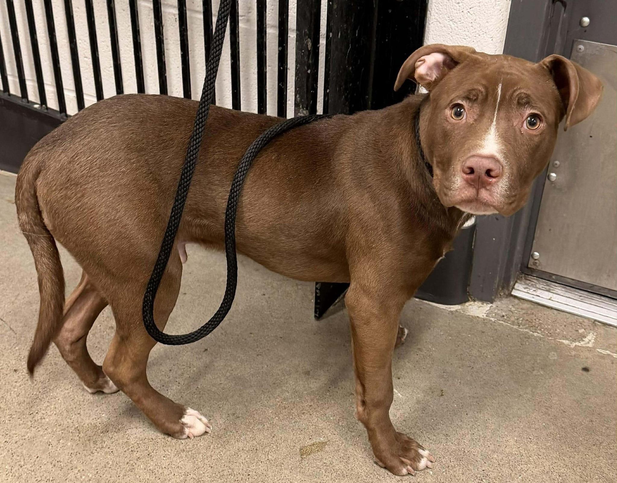 Enlarge Deuce, a ADOPTABLE mixed breed in Grafton, OH image 2/5