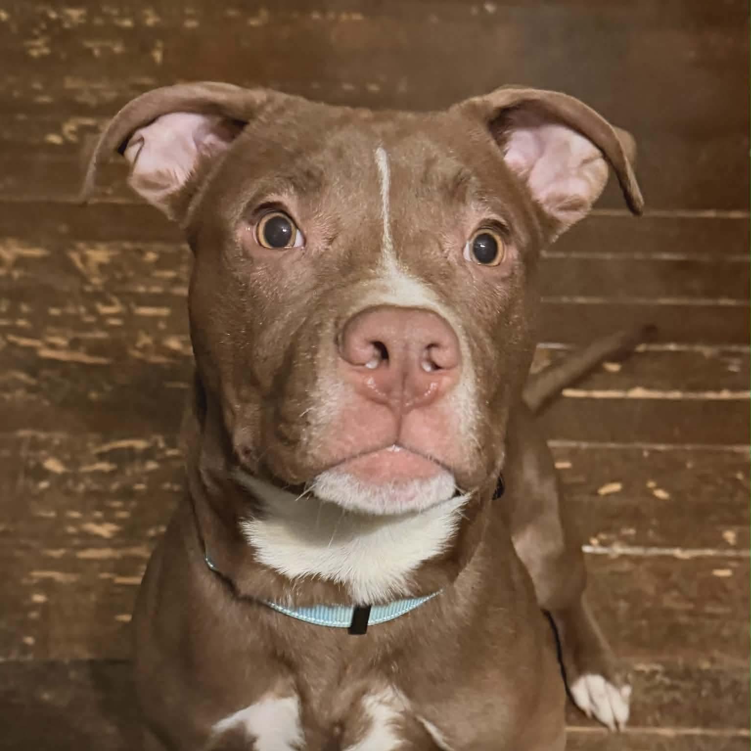 Enlarge Deuce, a ADOPTABLE mixed breed in Grafton, OH image 1/5