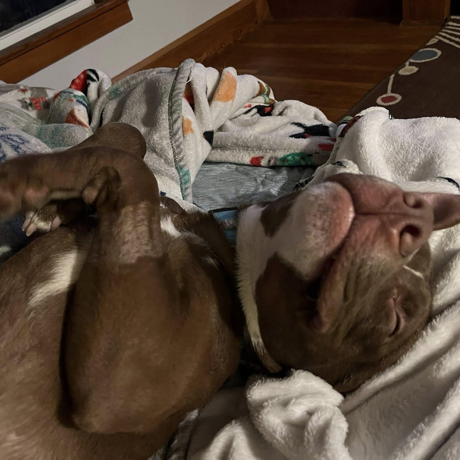 Enlarge Deuce, a ADOPTABLE mixed breed in Grafton, OH image 3/5