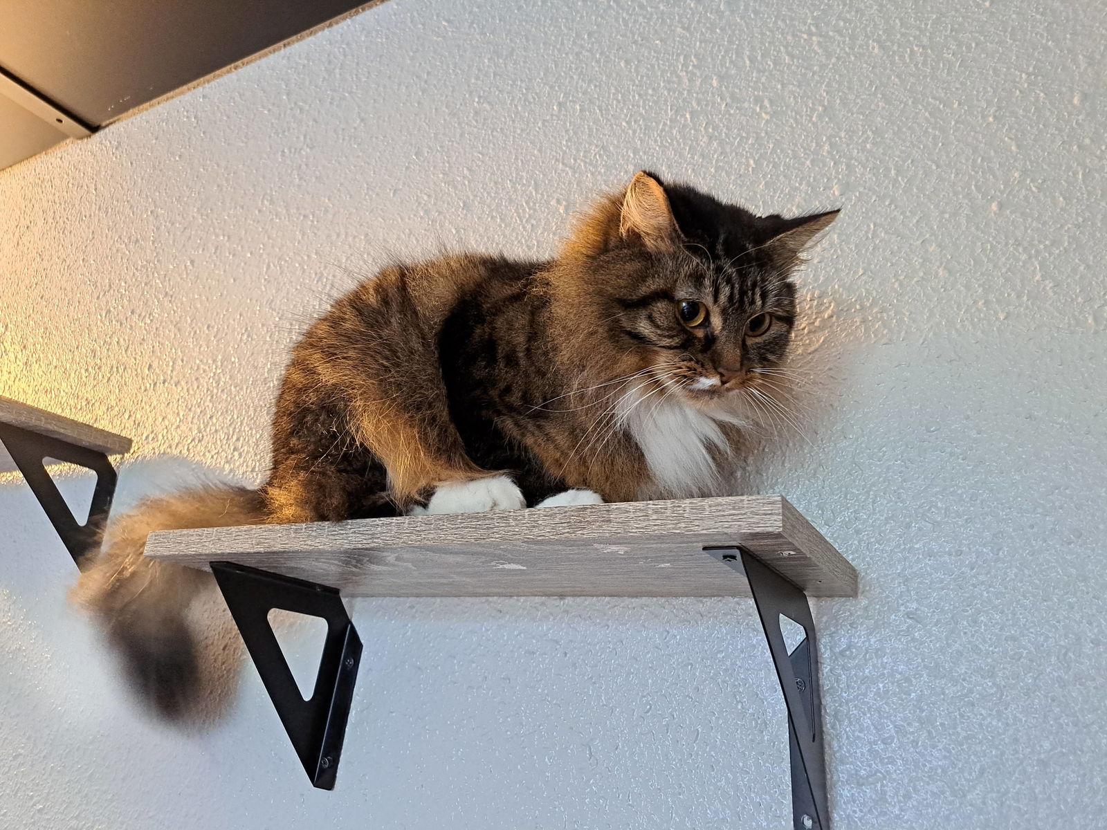 HERA #1724 - Offered by Owner - Shy Female, Adoptable, Adult Female Domestic Medium Hair & Tabby.