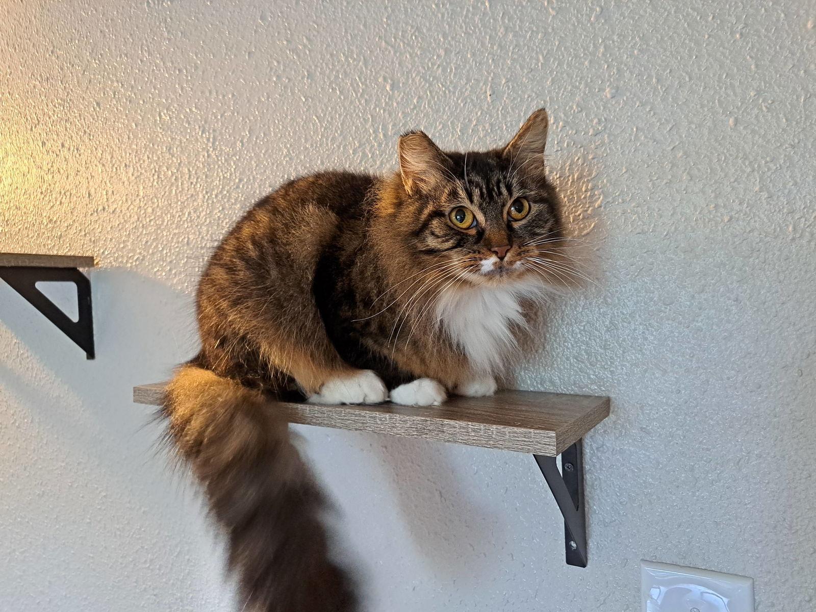 Enlarge HERA #1724 - Offered by Owner - Shy Female, a Adoptable mixed breed in Hillsboro, OR image 2/2