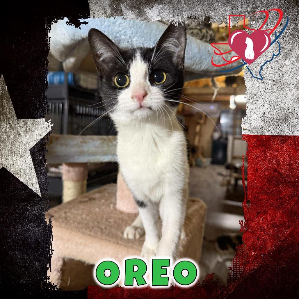 Enlarge Cookie/Oreo, a Adoptable Domestic Short Hair in Kingman, AZ image 1/1