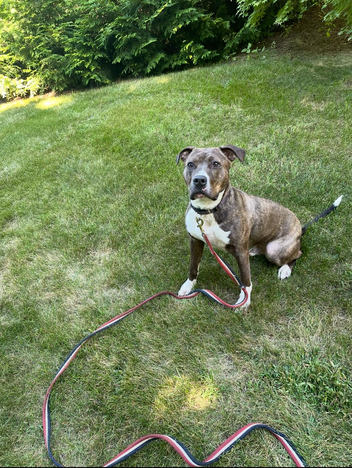 Benny, a Adoptable mixed breed in Lincoln University, PA image 2/5