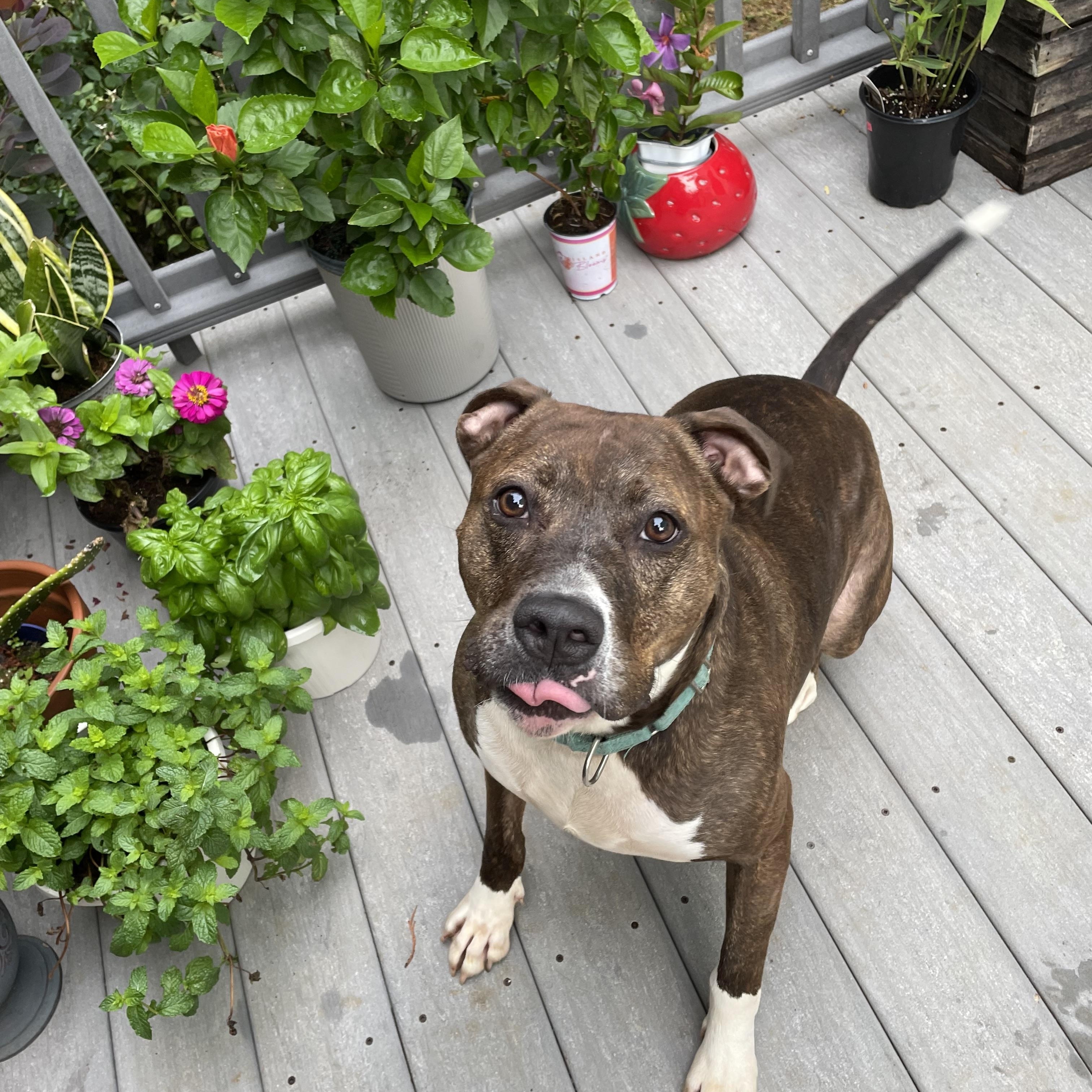 Benny, a Adoptable mixed breed in Lincoln University, PA image 4/6