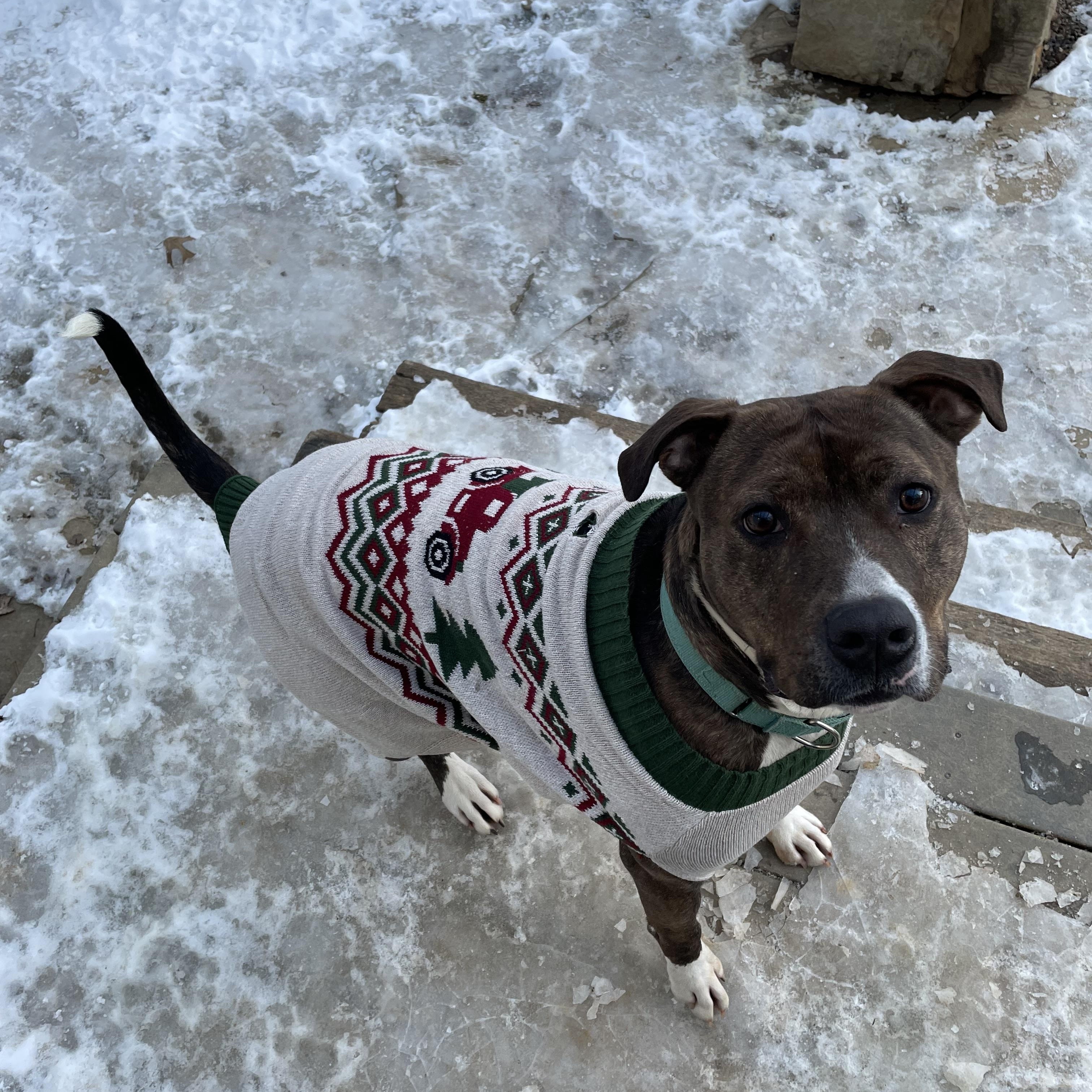 Benny, Adoptable, Adult Male Pit Bull Terrier.