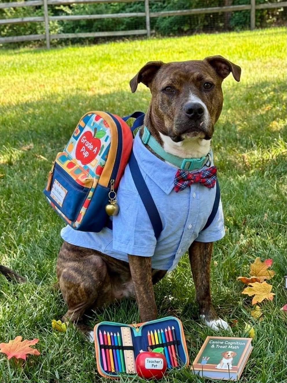 Benny, Adoptable, Adult Male Pit Bull Terrier.