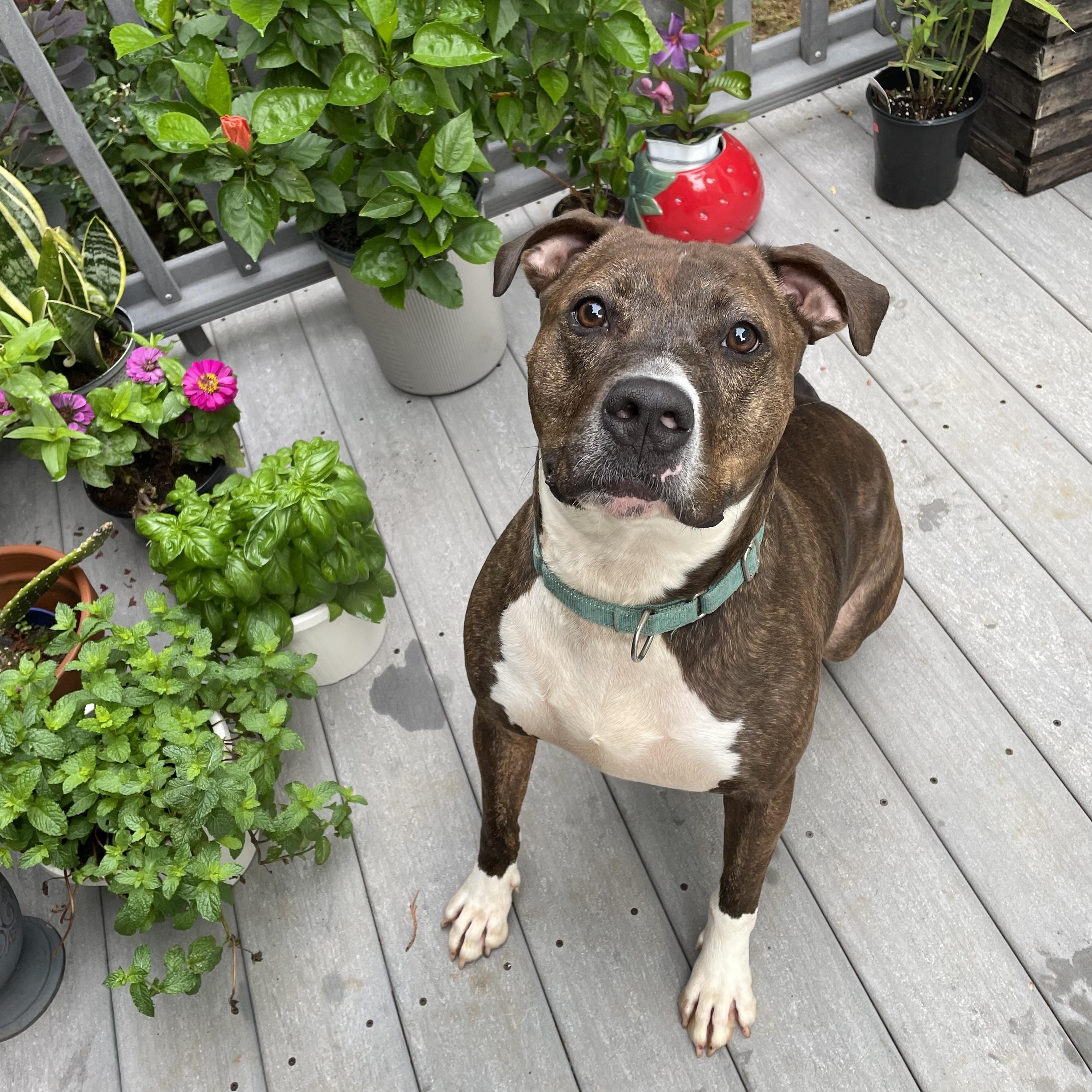 Benny, Adoptable, Adult Male Pit Bull Terrier.