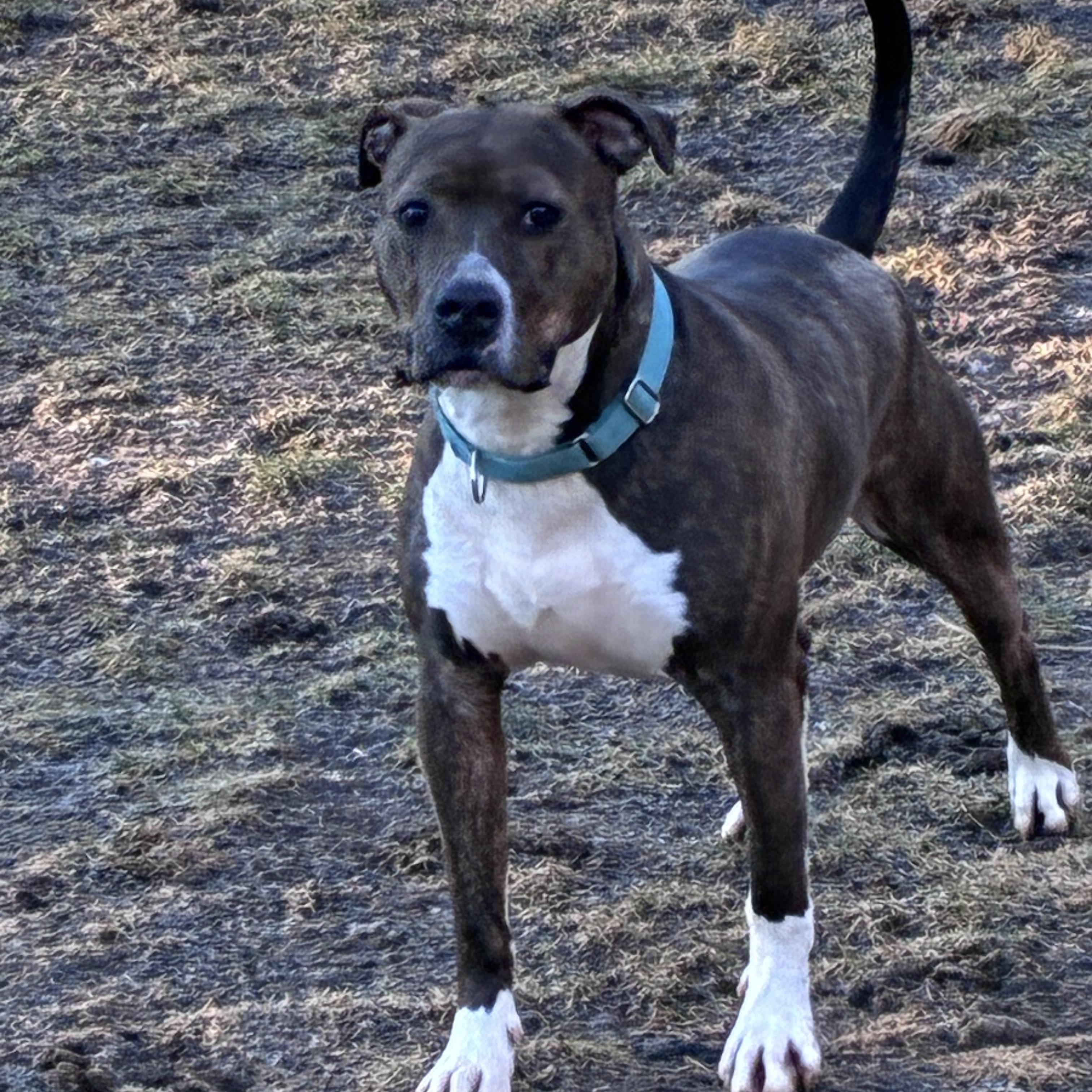 Enlarge Benny, a Adoptable mixed breed in Lincoln University, PA image 1/5