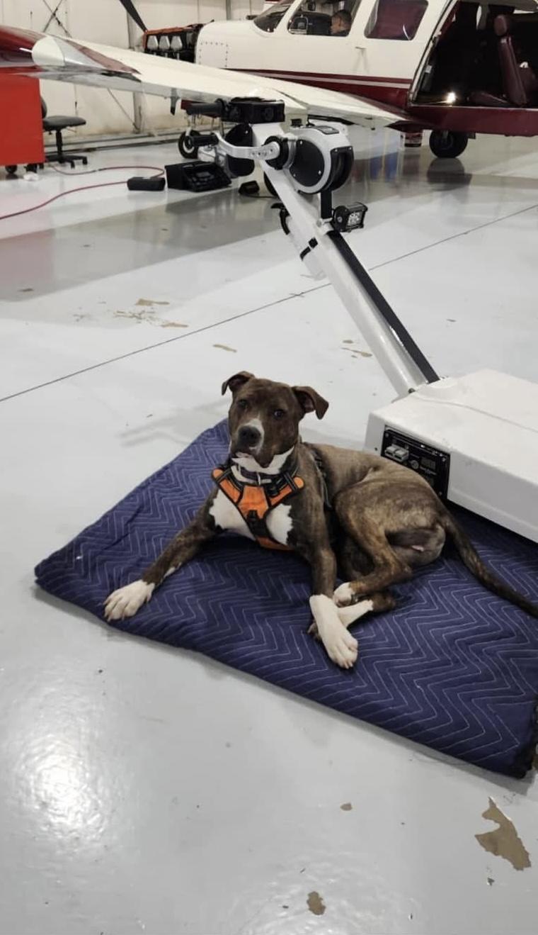 Benny, Adoptable, Adult Male Pit Bull Terrier.