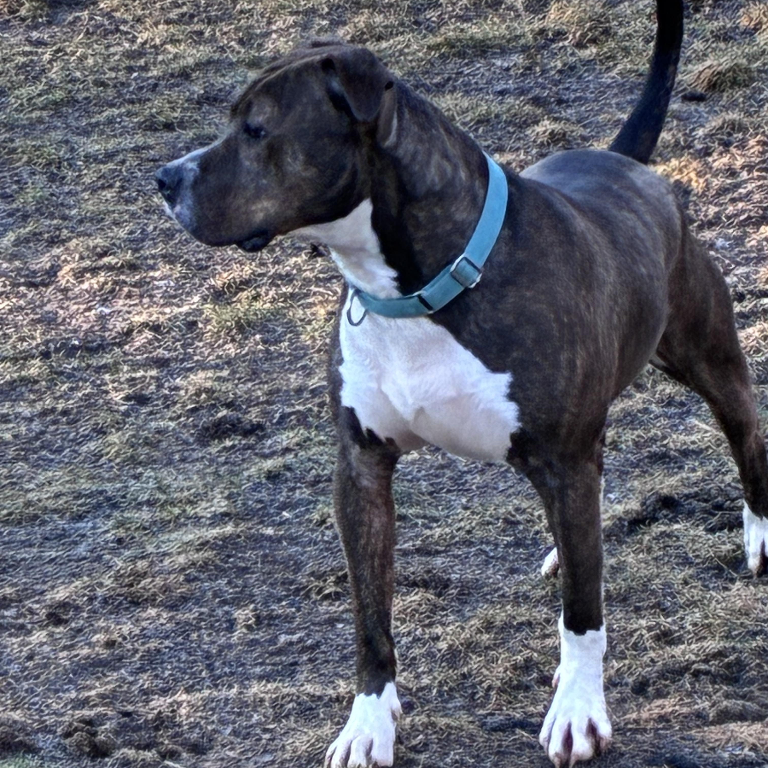 Enlarge Benny, a Adoptable mixed breed in Lincoln University, PA image 5/5
