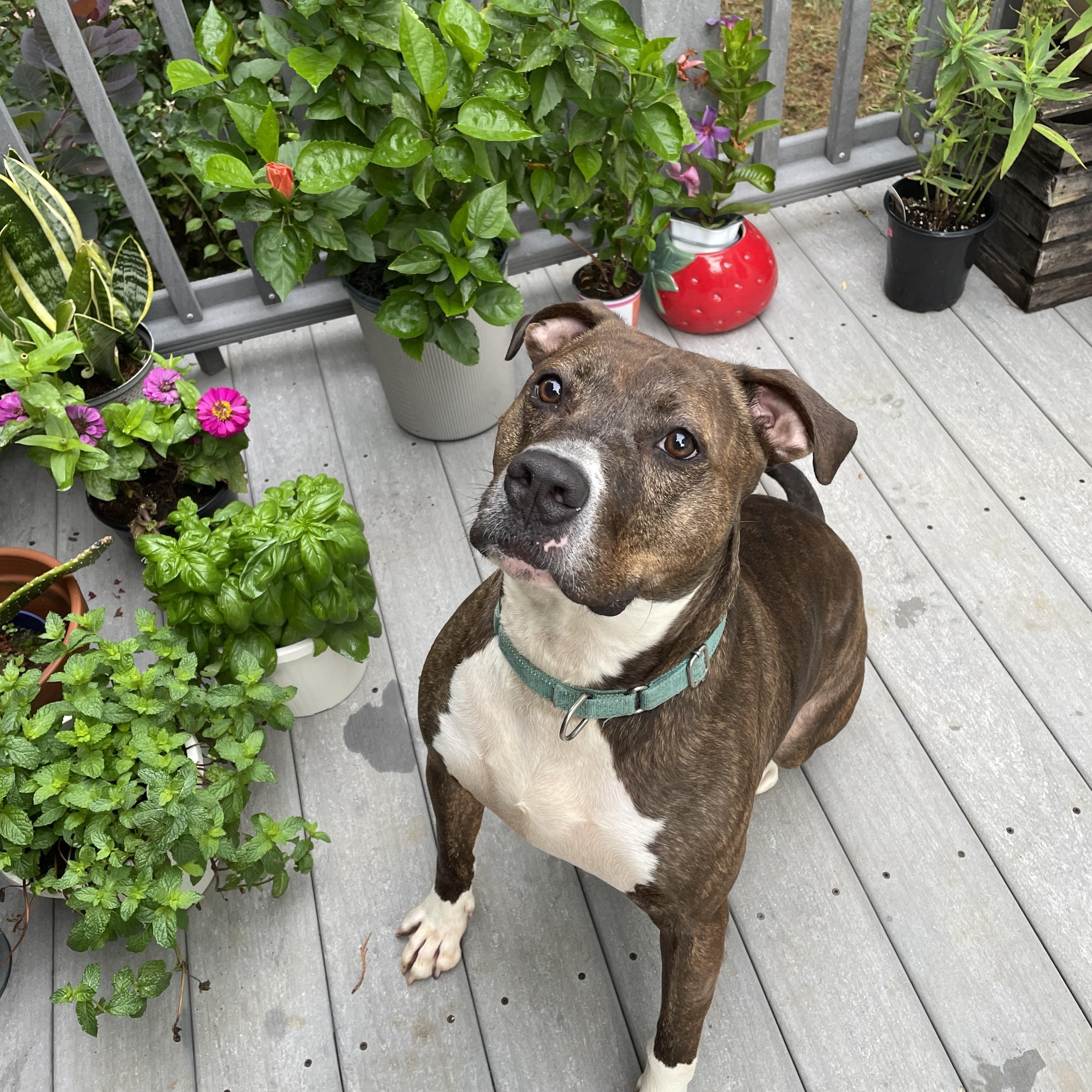 Benny, a Adoptable mixed breed in Lincoln University, PA image 5/6