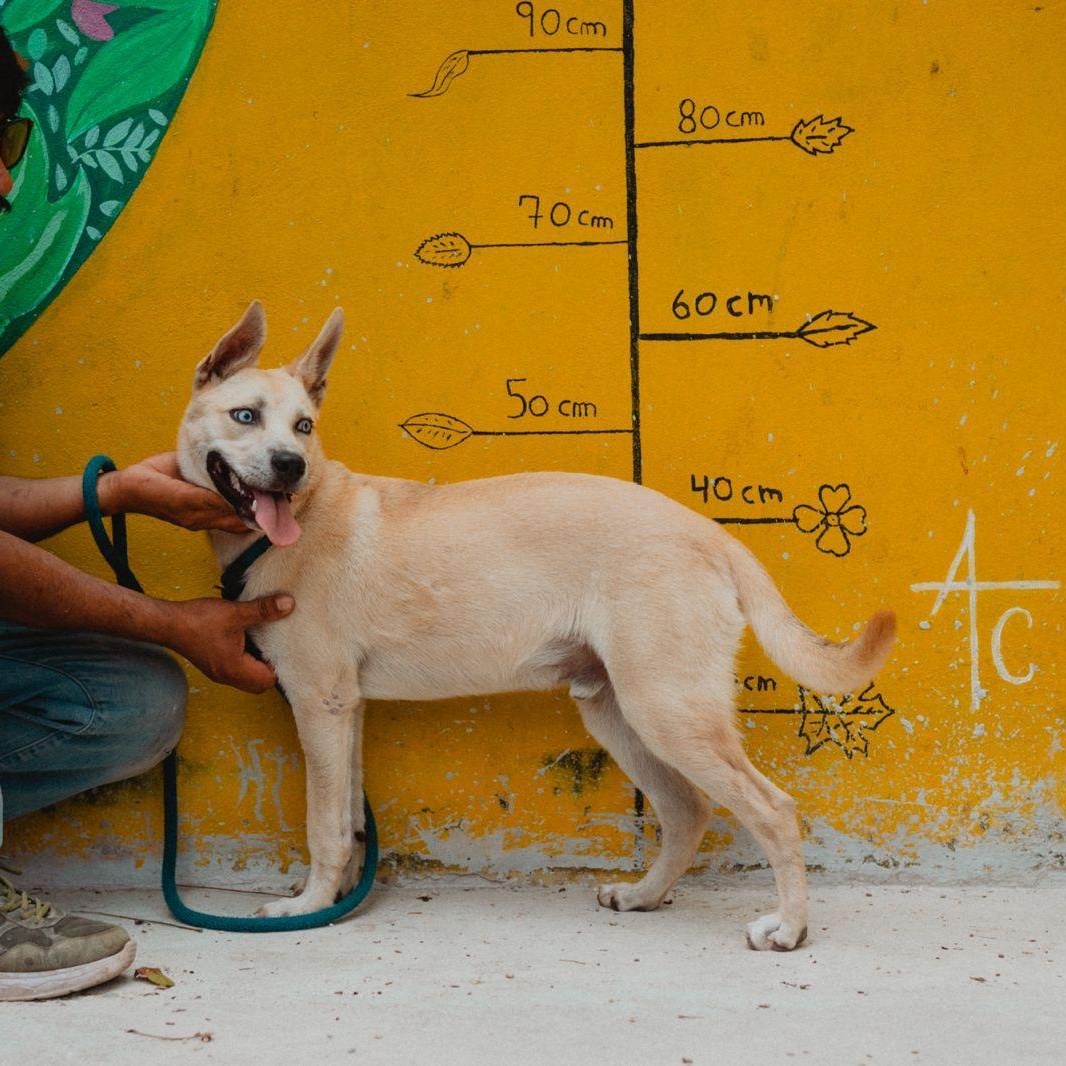 Bowie, an adoptable Husky, Whippet in New York, NY, 10017 | Photo Image 1