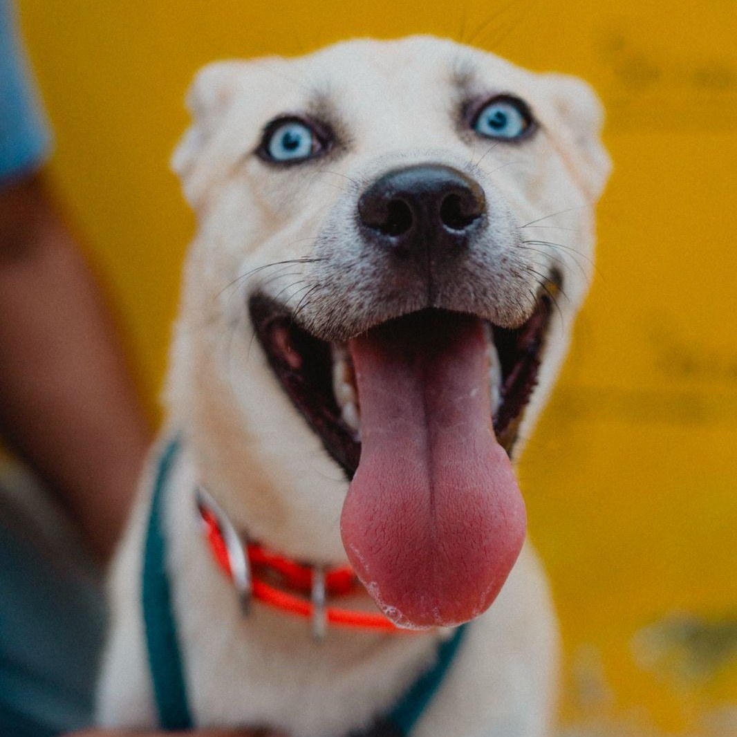 Enlarge Bowie, a Adoptable mixed breed in New York, NY image 2/6