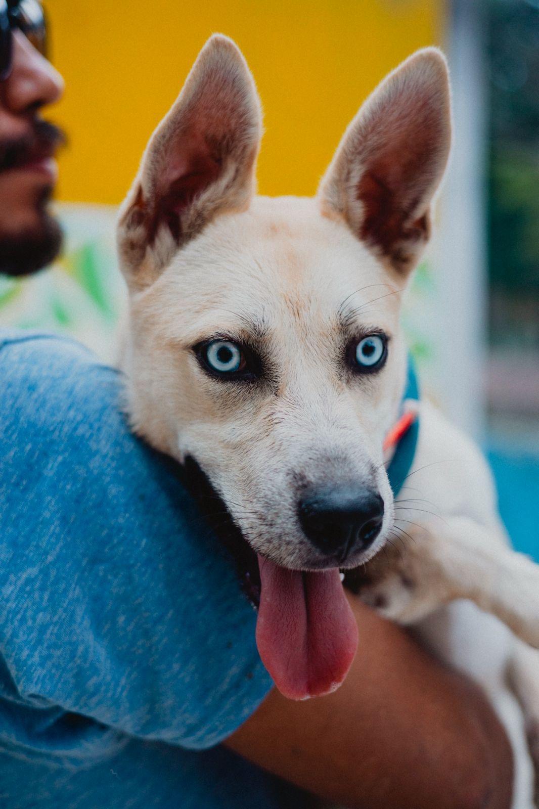 Enlarge Bowie, a Adoptable mixed breed in New York, NY image 3/6