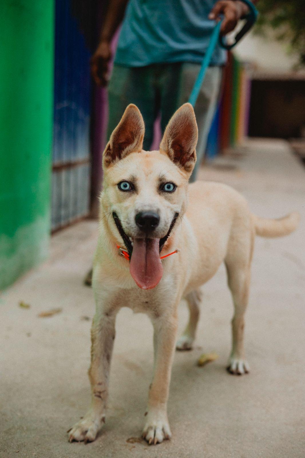 Bowie, an adoptable Husky, Whippet in New York, NY, 10017 | Photo Image 2