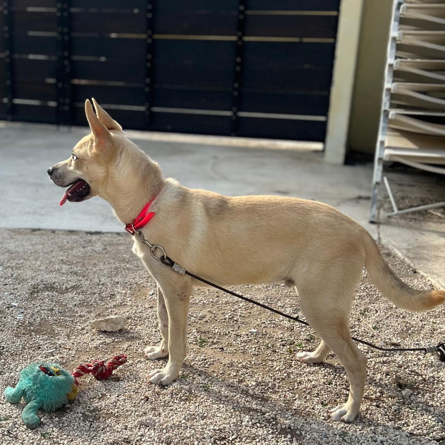 Bowie, an adoptable Husky, Whippet in New York, NY, 10017 | Photo Image 4