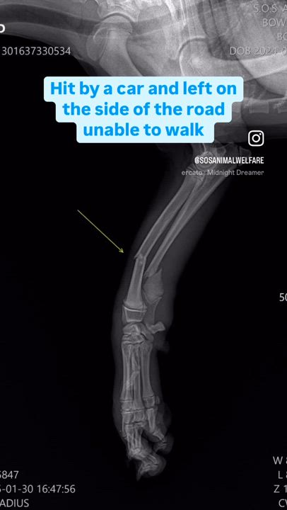 Enlarge Bowie, a Adoptable mixed breed in New York, NY video 6/6