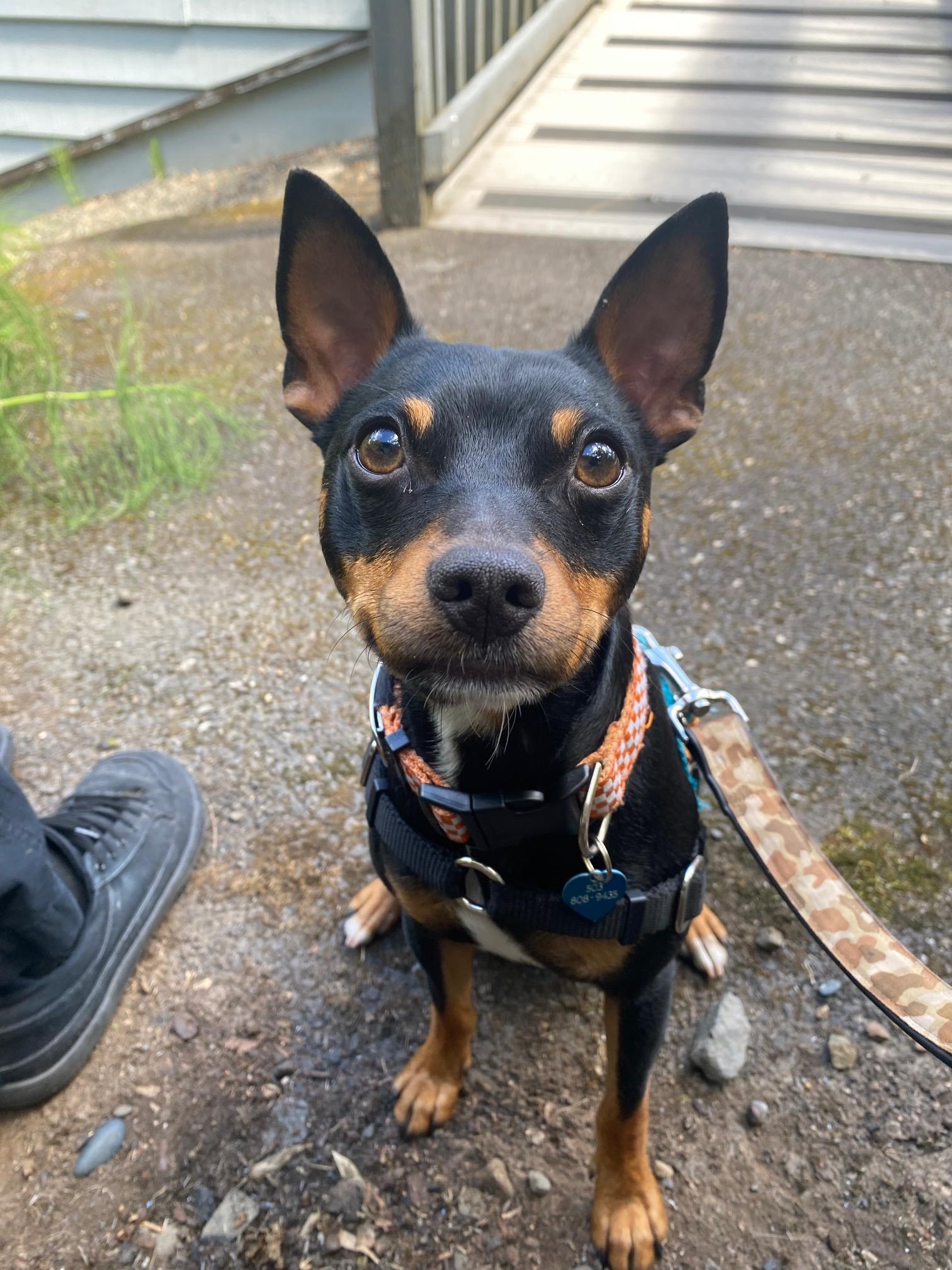 Rooster, Adoptable, Young Male Manchester Terrier & Terrier.