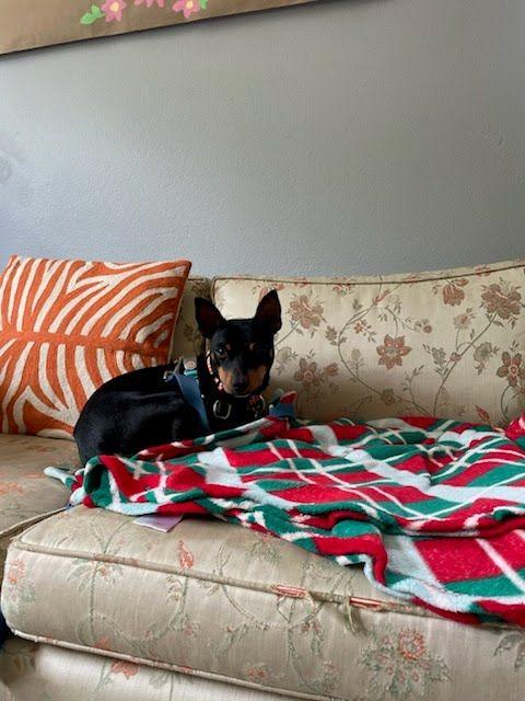 Rooster, a Adoptable mixed breed in Portland, OR image 4/6