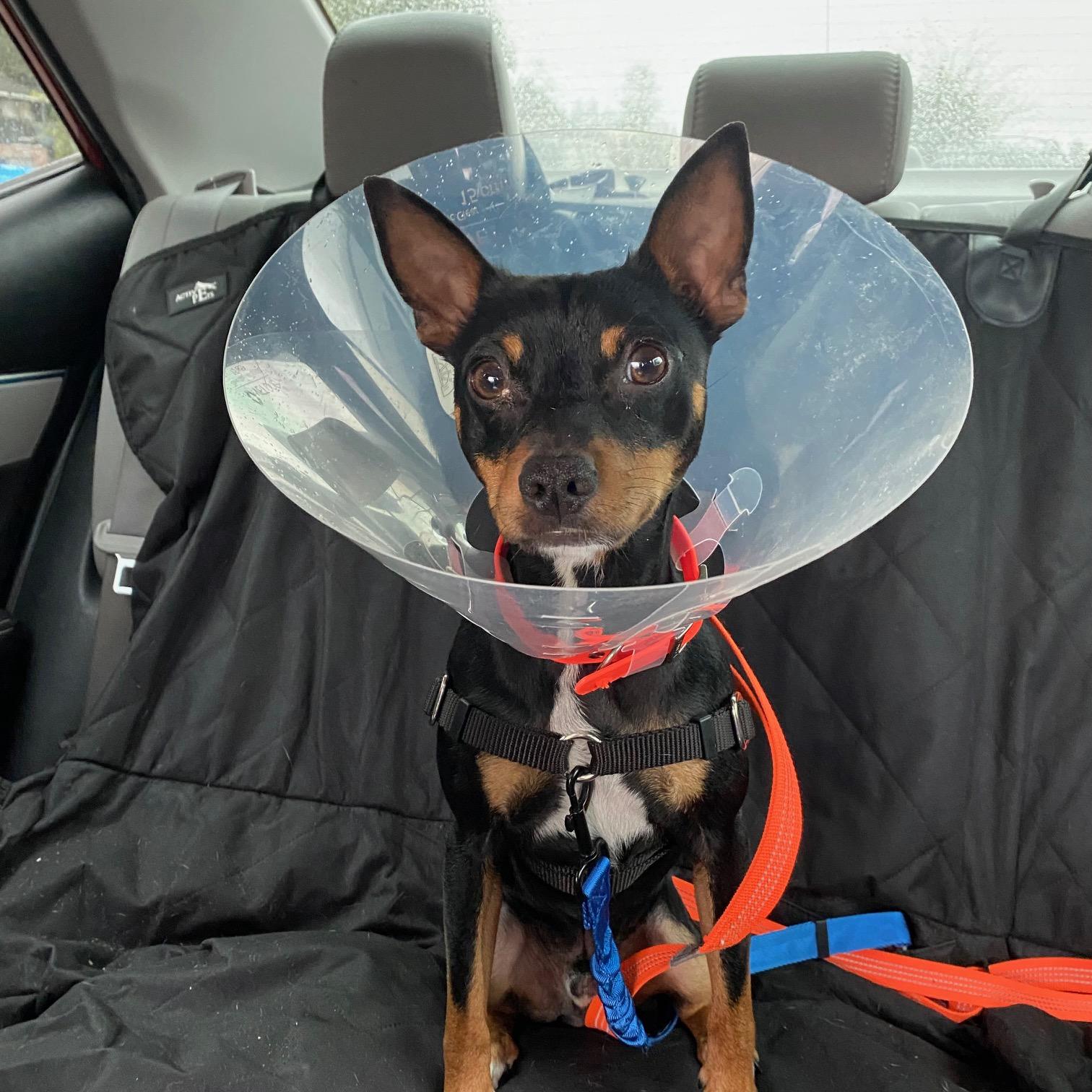 Rooster, a Adoptable mixed breed in Portland, OR image 5/6