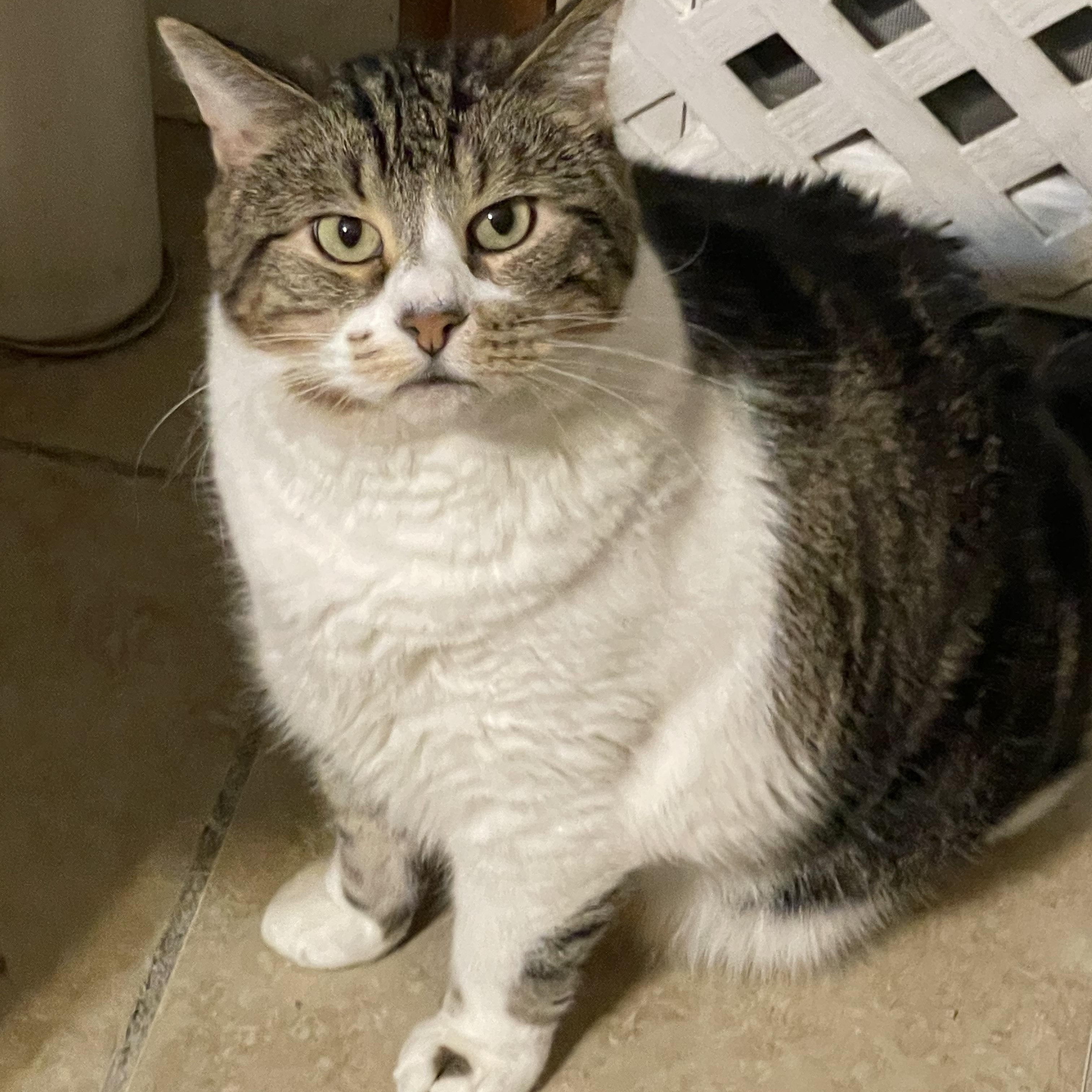 Enlarge Chico, an adoptable mixed breed in Lacon, IL image 2/5