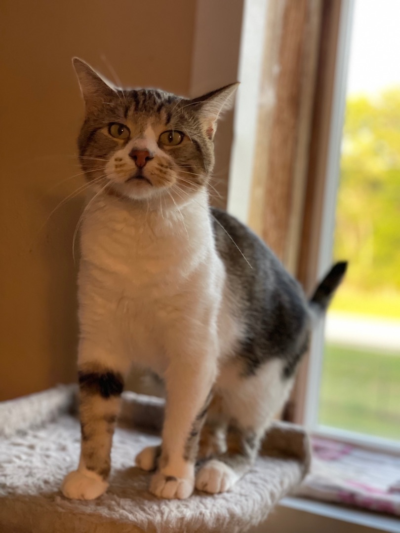 Enlarge Chico, an adoptable mixed breed in Lacon, IL image 4/5