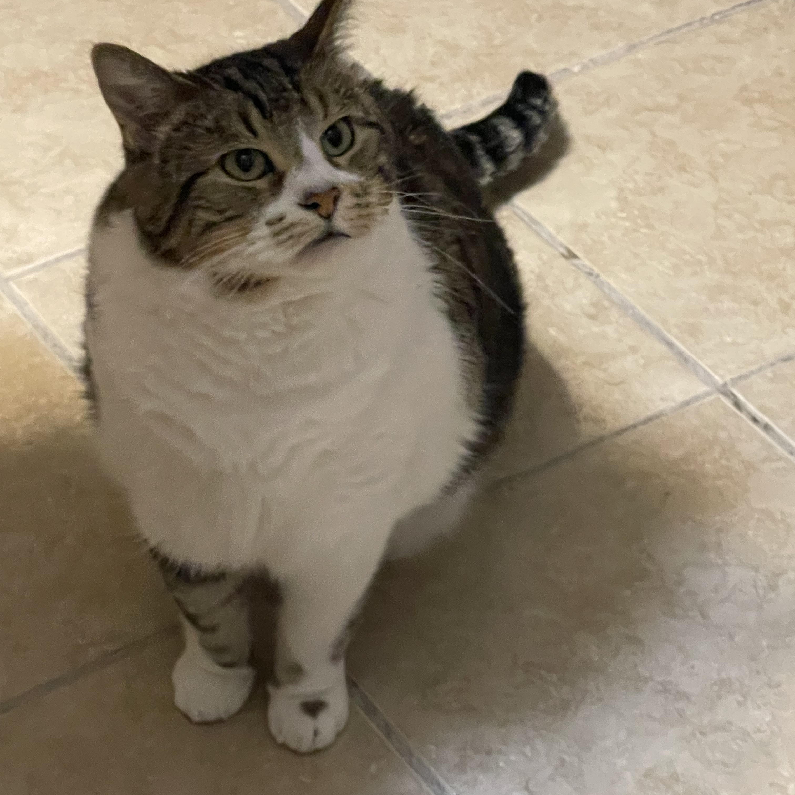 Enlarge Chico, an adoptable mixed breed in Lacon, IL image 5/5