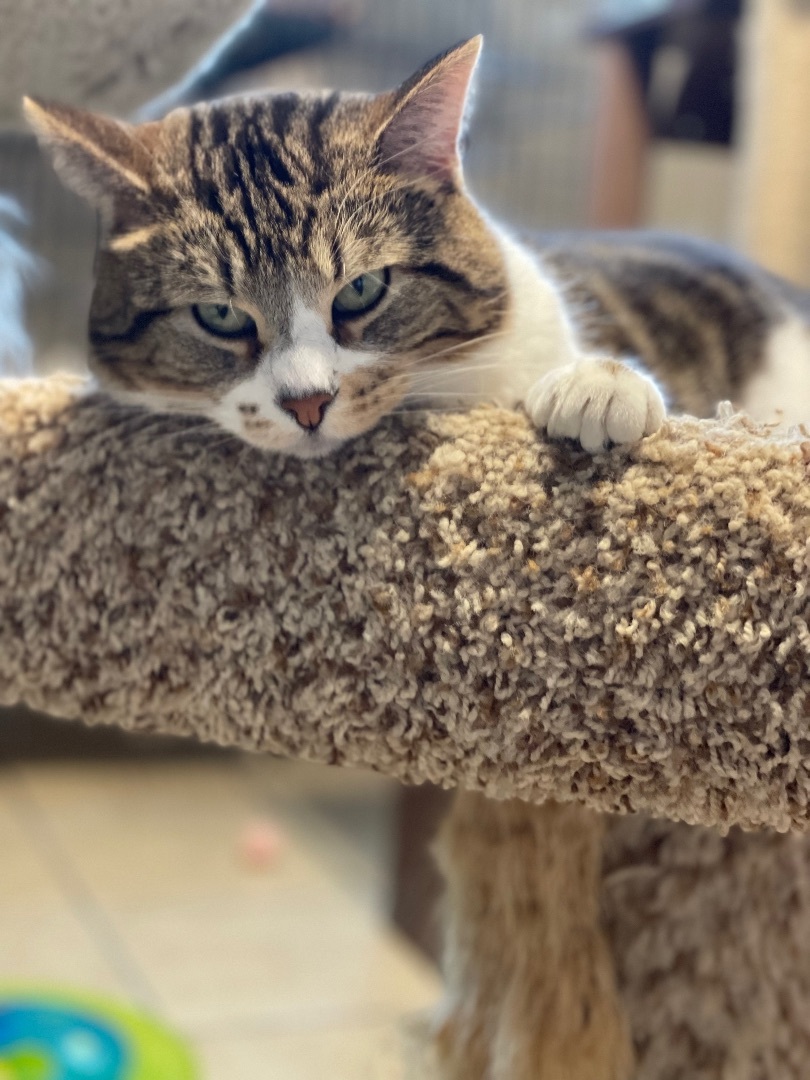 Chico, adoptable, Adult Male Domestic Short Hair.