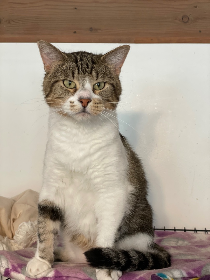 Enlarge Chico, an adoptable mixed breed in Lacon, IL image 3/5