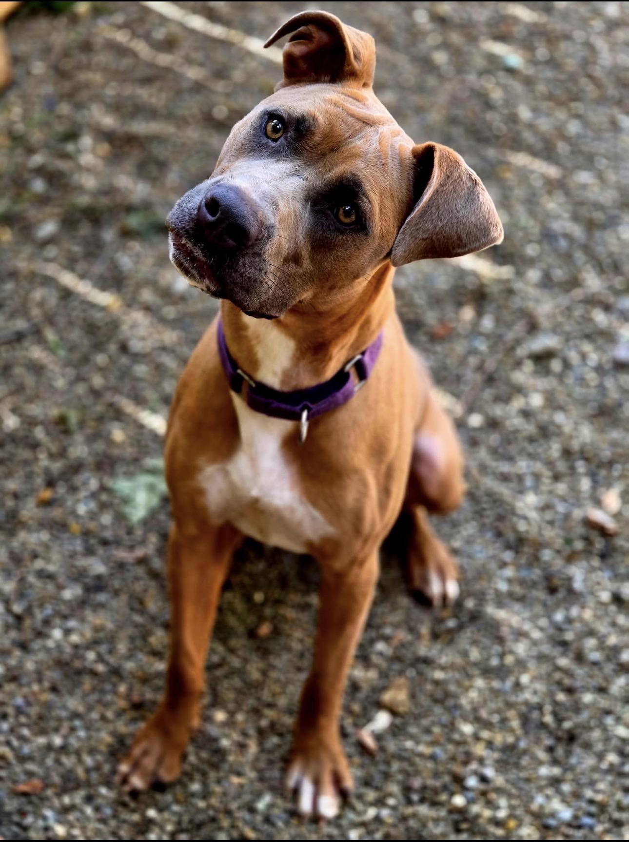 Naomi, a ADOPTABLE mixed breed in Youngstown, OH image 3/6