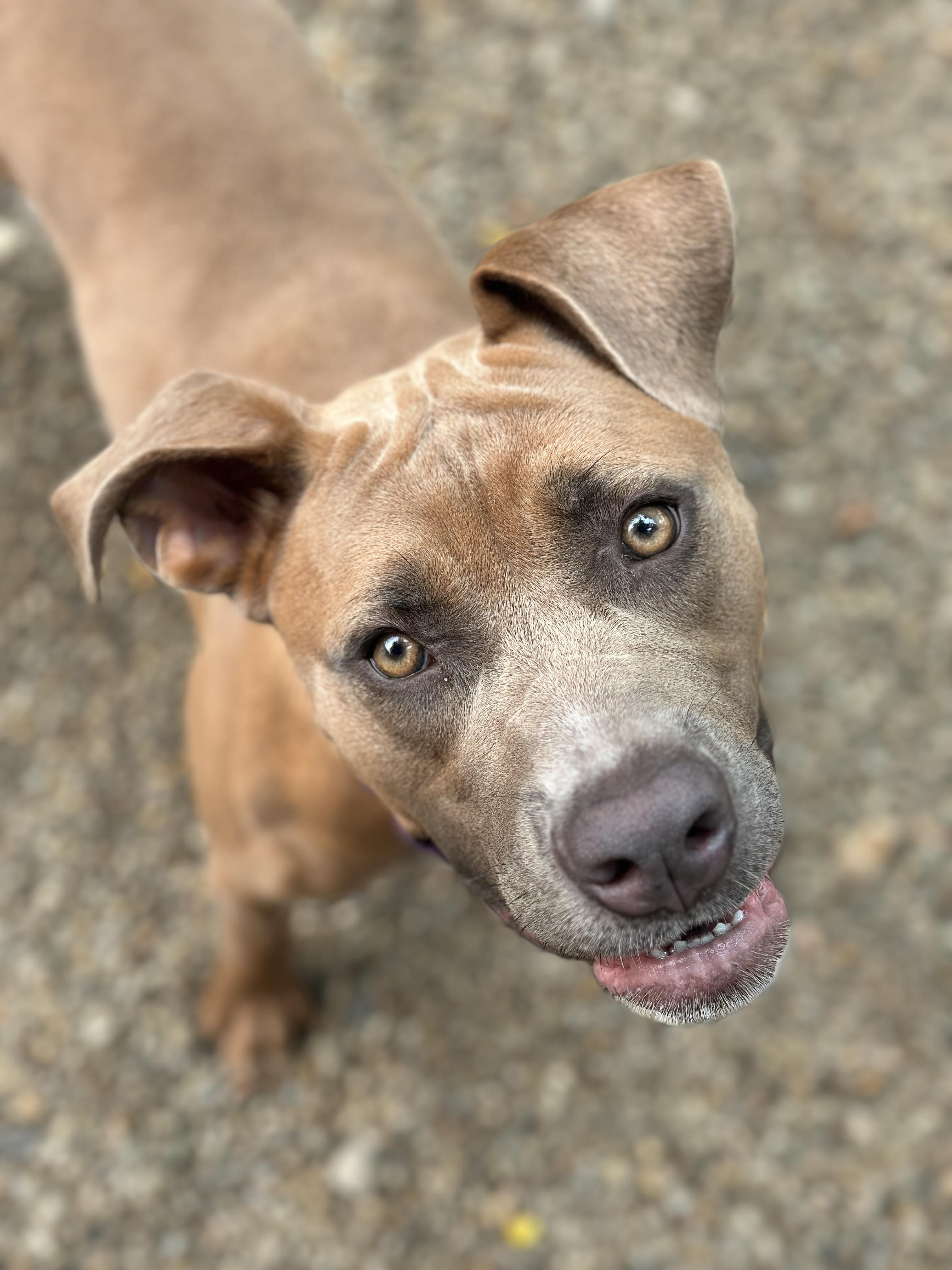 Naomi, ADOPTABLE, Young Female American Staffordshire Terrier.