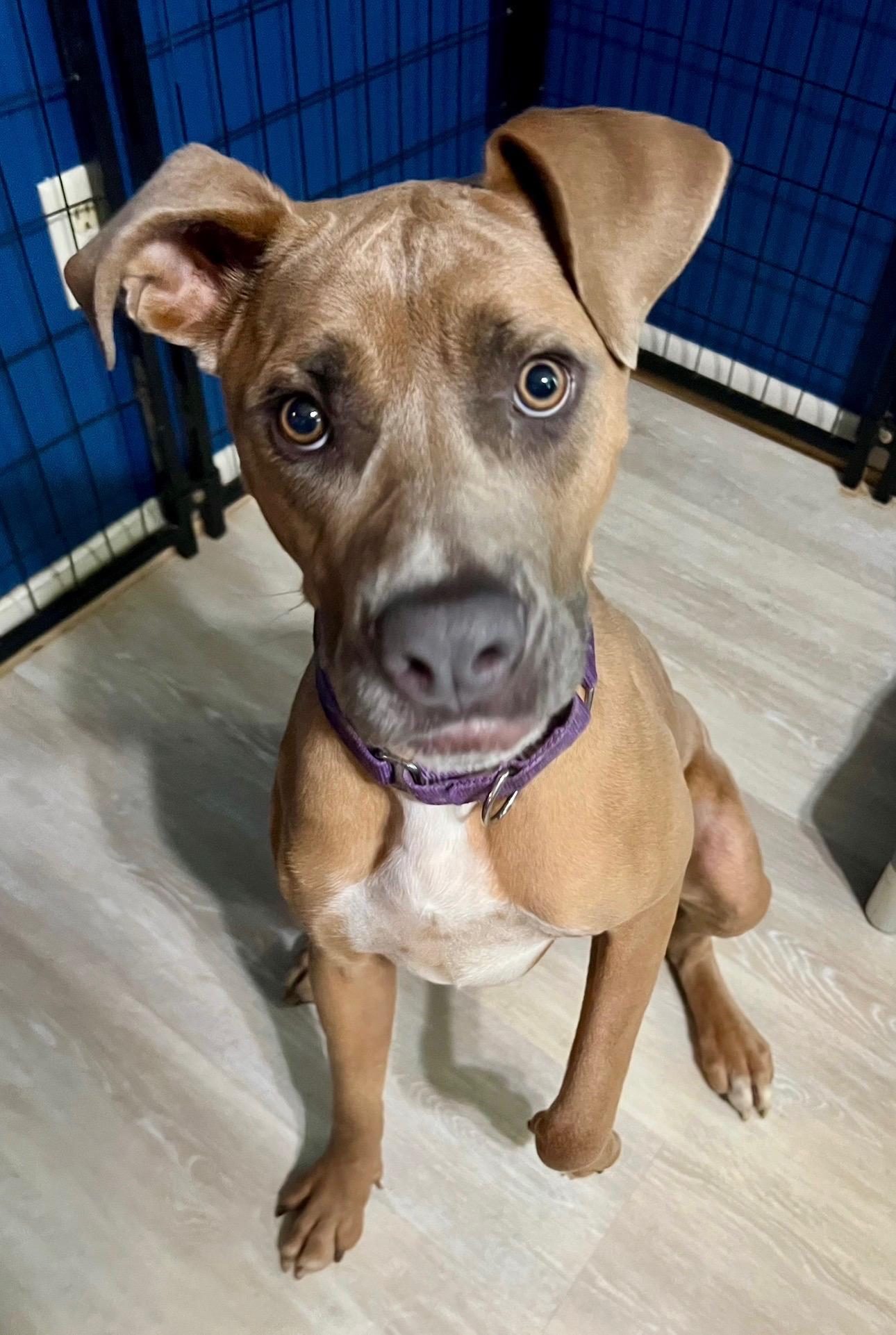Naomi, a ADOPTABLE mixed breed in Youngstown, OH image 5/6