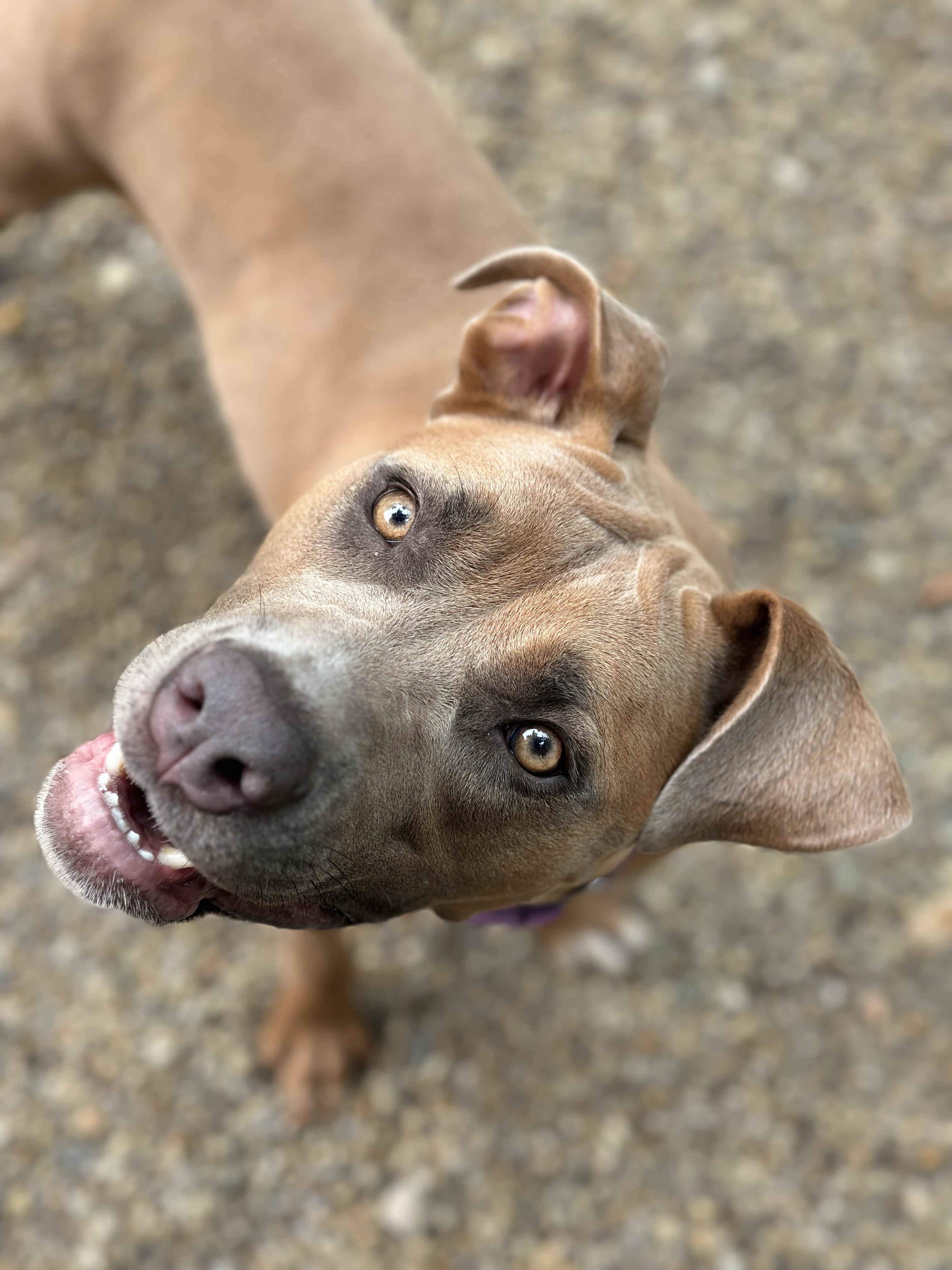 Naomi, a ADOPTABLE mixed breed in Youngstown, OH image 4/6